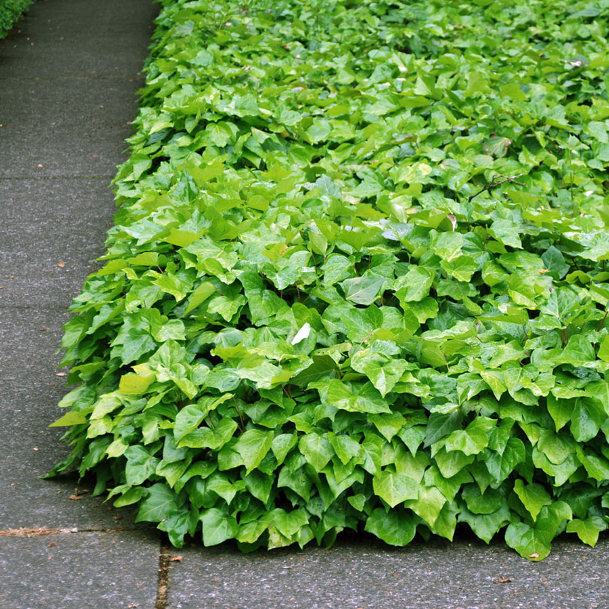 Canary Island Ivy - Hedera canariensis