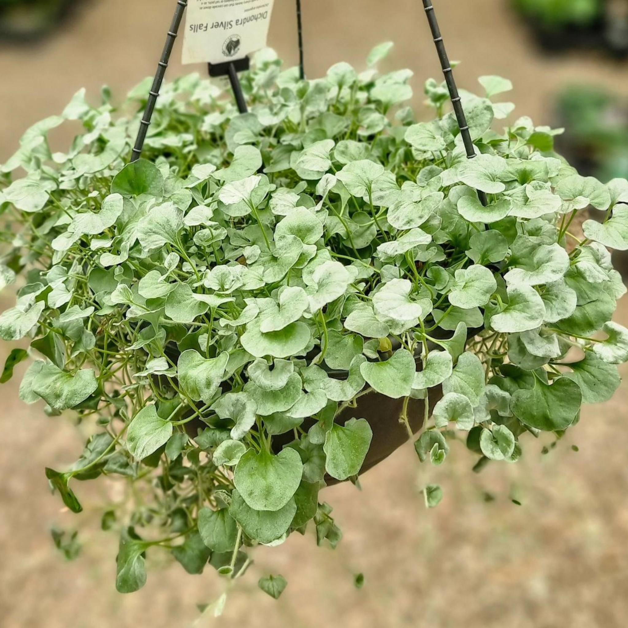 Silver Kidney Grass - Dichondra argentea Silver Falls