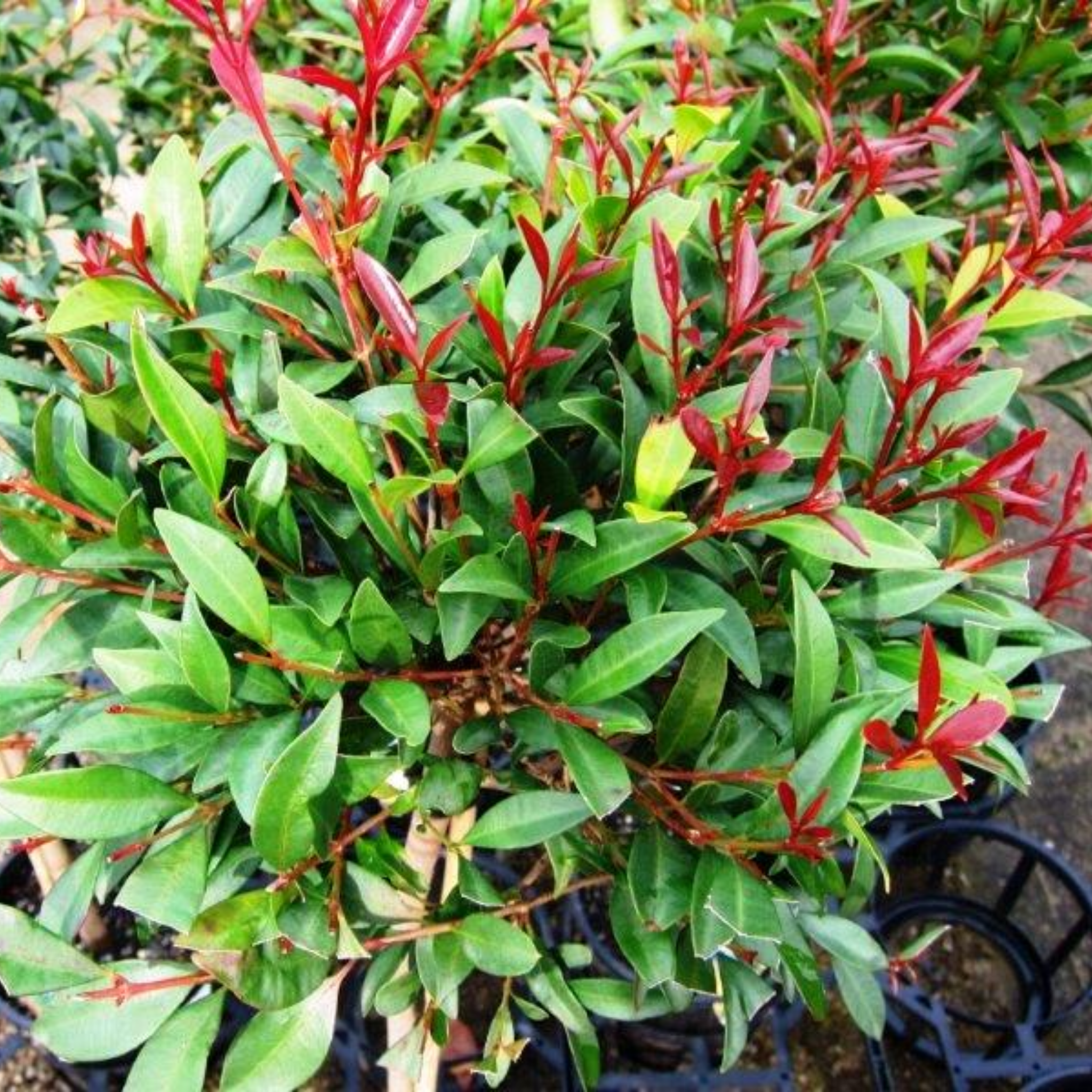 Lilly Pilly - Brush Cherry - Syzygium australe
