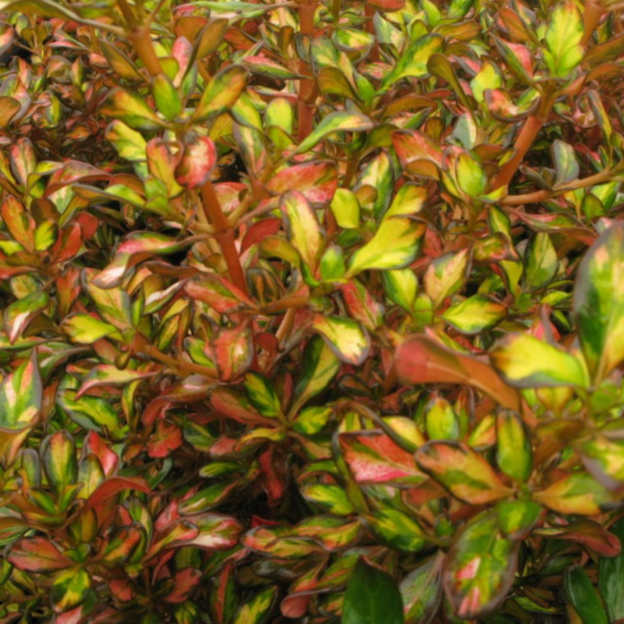 Mirror Bush Evening Glow - Coprosma repens 'Evening Glow'