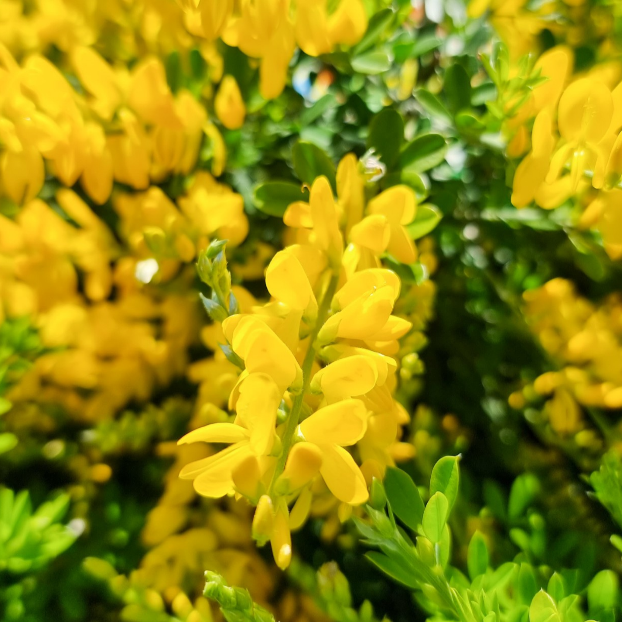 Dwarf Yellow Broom - Cytisus racemosus Nana