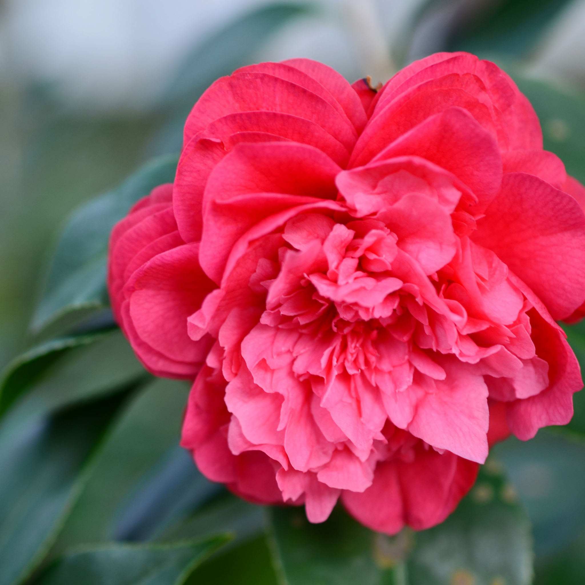 Camellia japonica Assorted