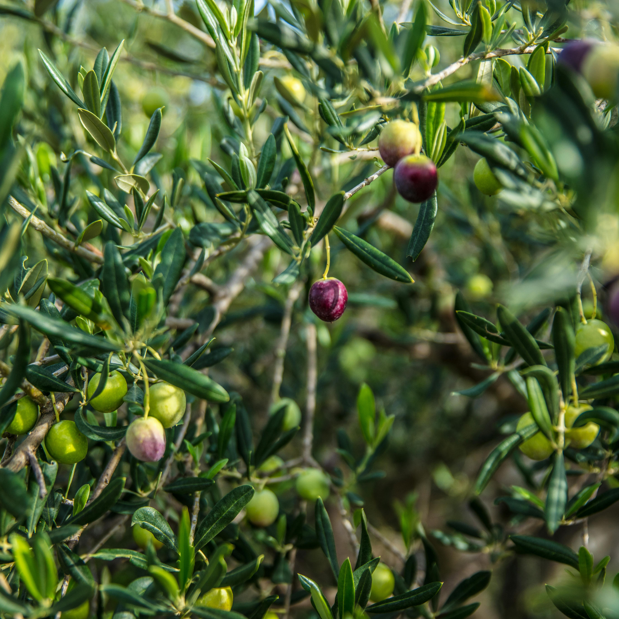 Verdale Olive Tree - Olea europaea Verdale