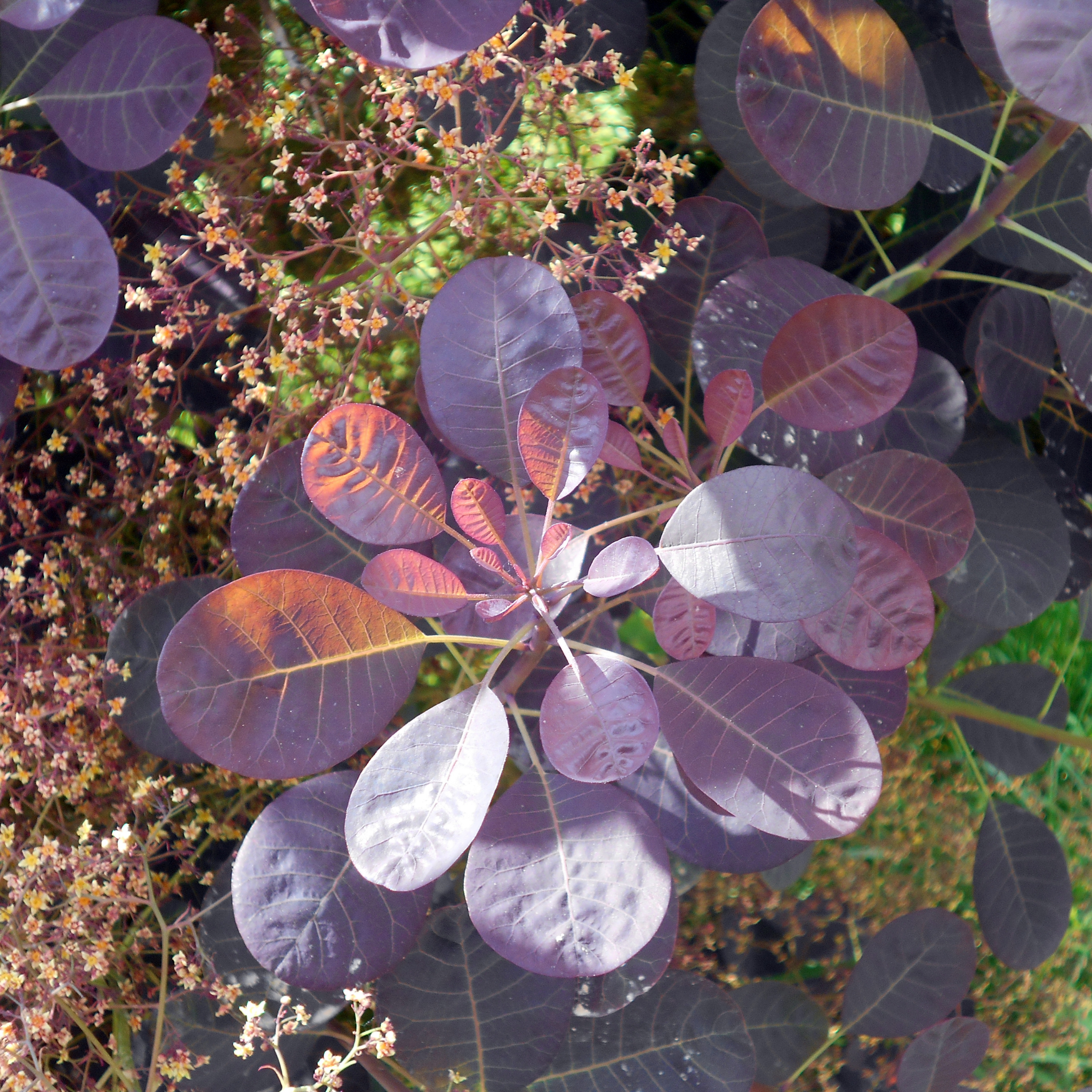 Cotinus coggygria Royal Purple Smoke Tree - Cotinus coggygria Royal Purple