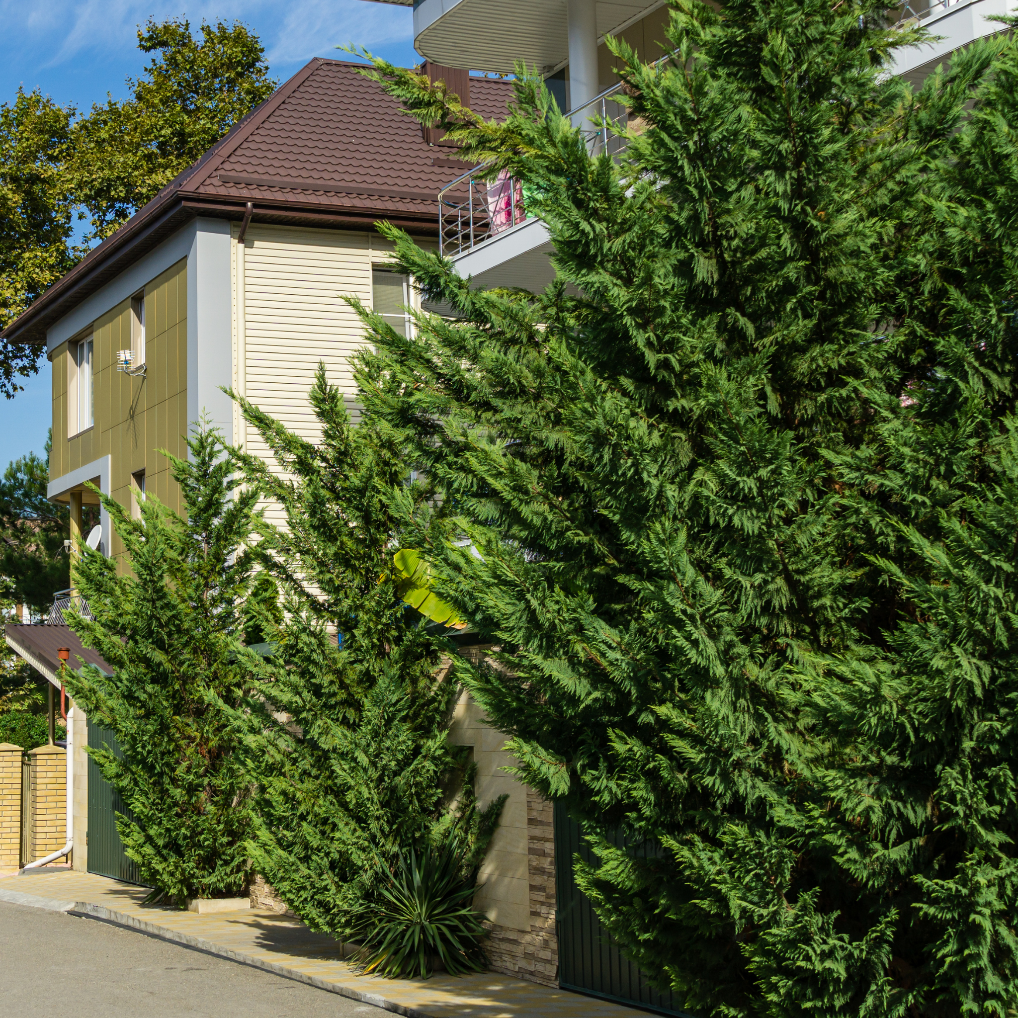 Cupressocyparis leylandii Madeline - Bettergreen Cypress