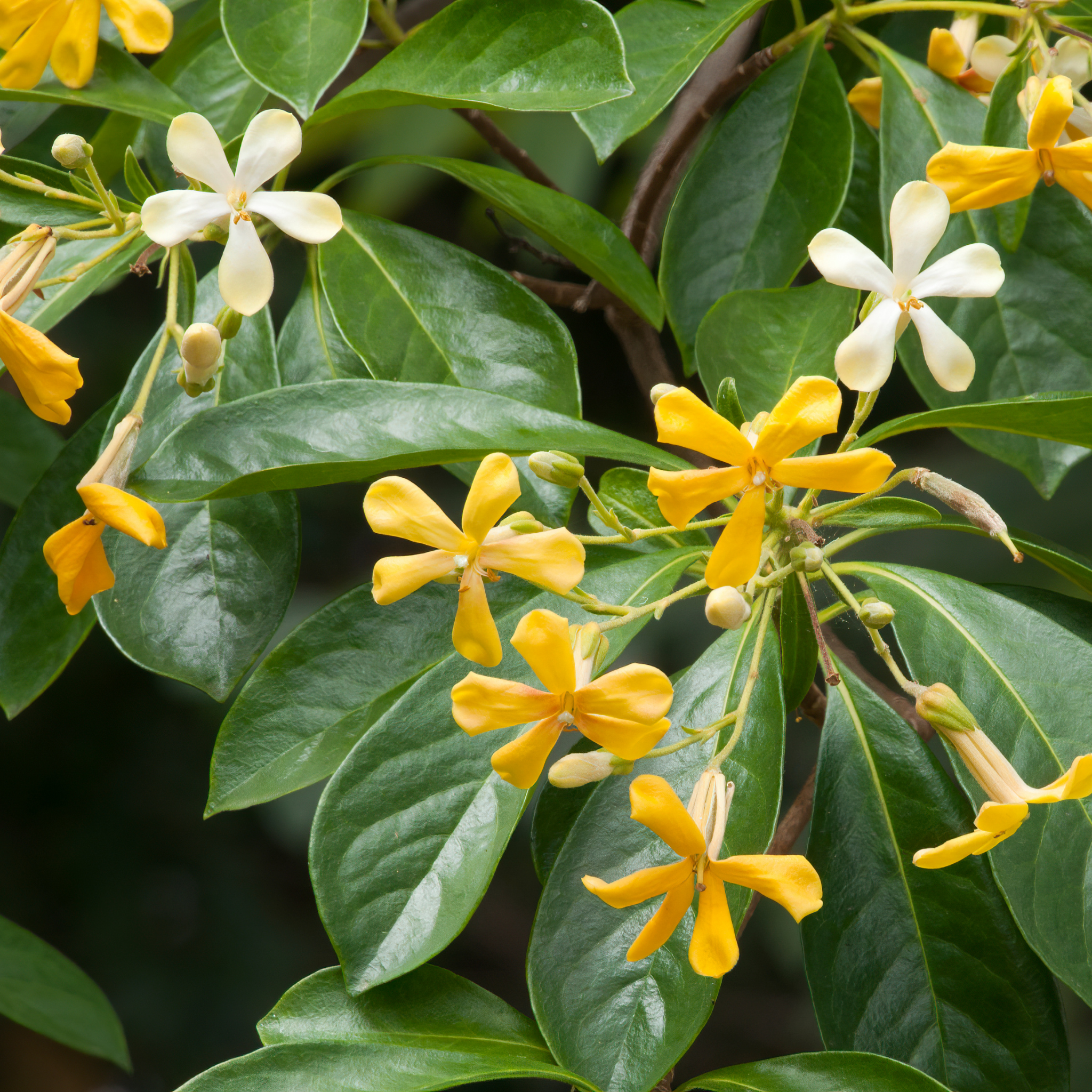 Dwarf Native Frangipani - Hymenosporum flavum 'Gold Nugget'