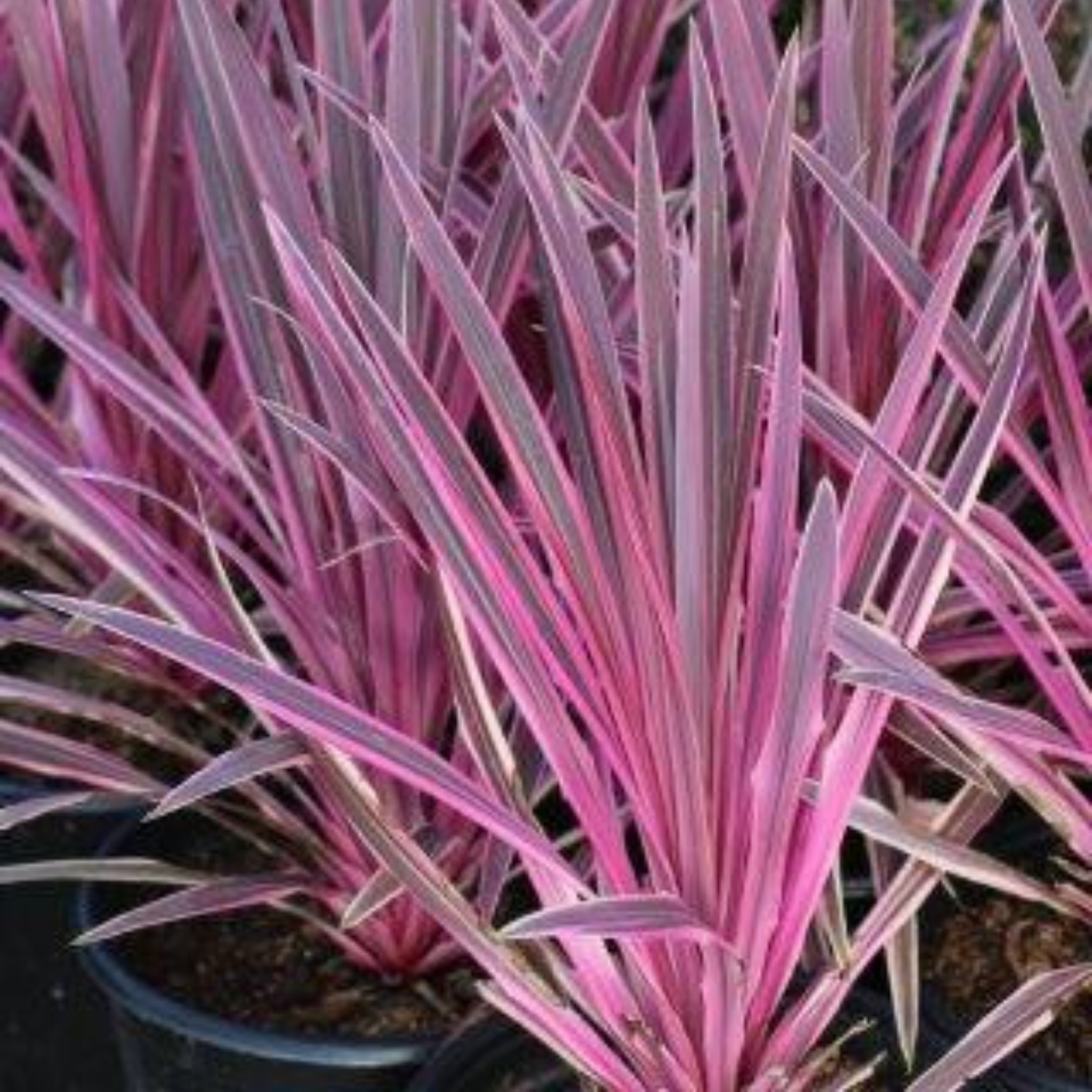 Close-up of a pink and green ornamental grass plant.