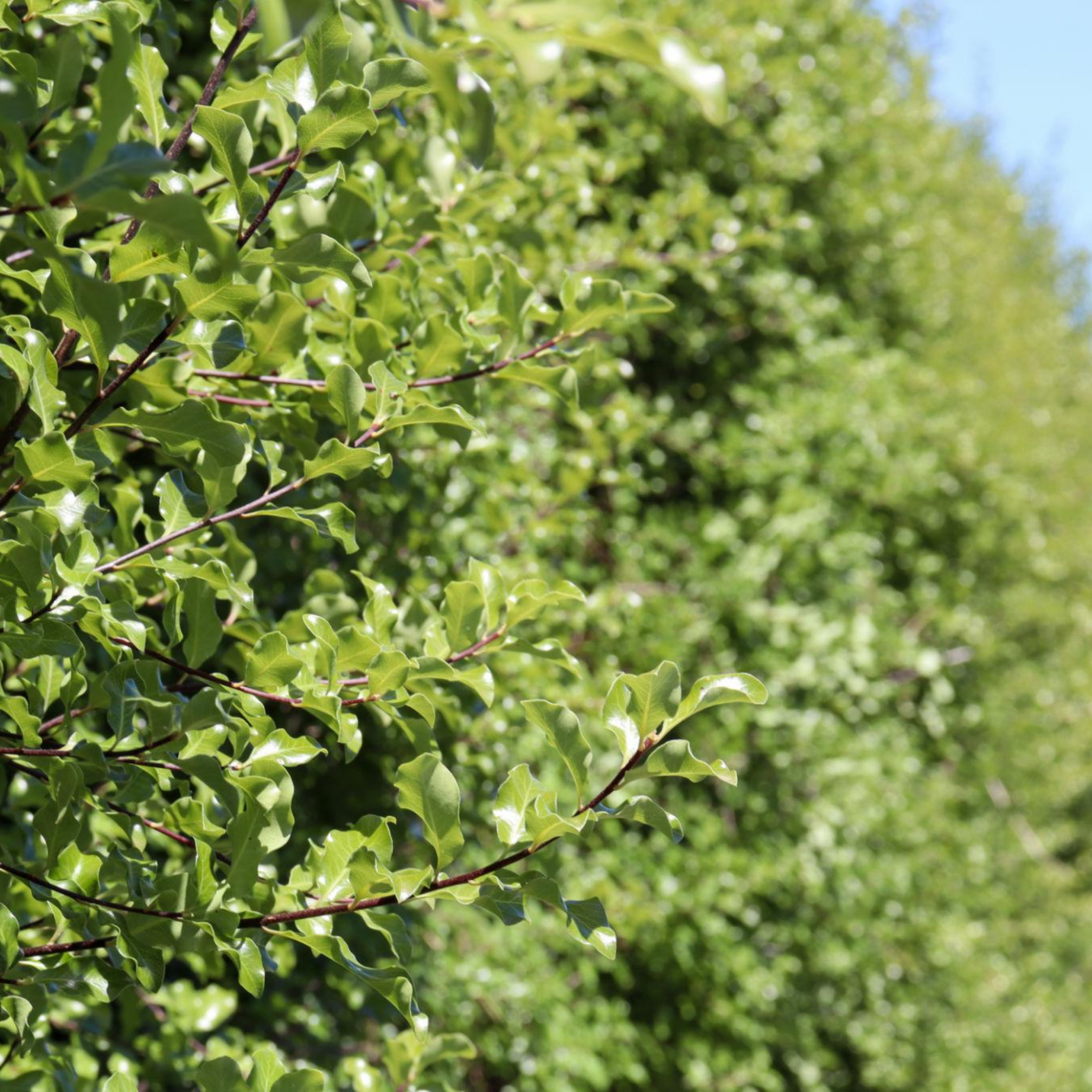Close-up of green leaves with a blurred background