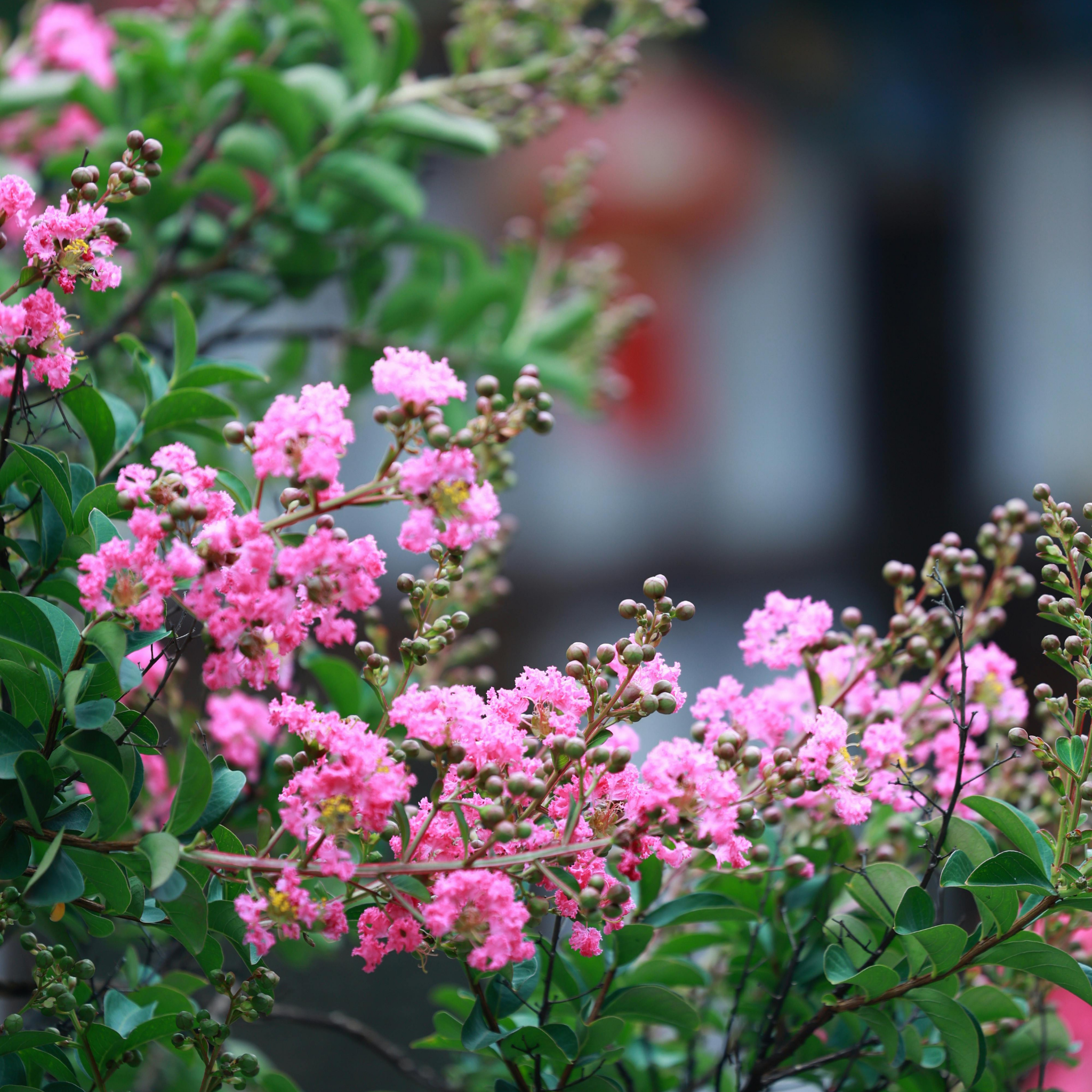 Pink Crepe Myrtle - Lagerstroemia indica fauriei Biloxi