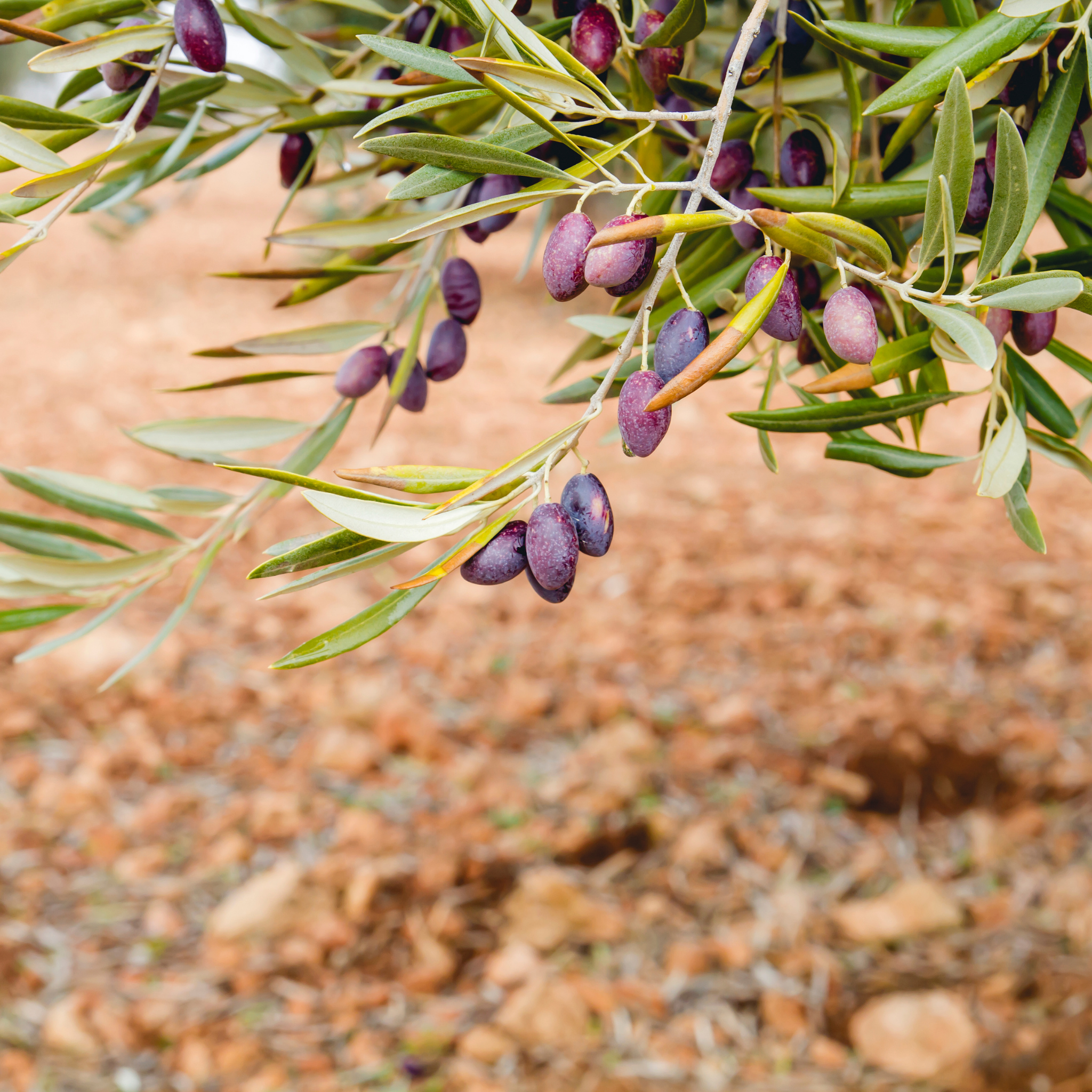 Jumbo Kalamata Olive Tree - Olea europaea Kalamata Jumbo