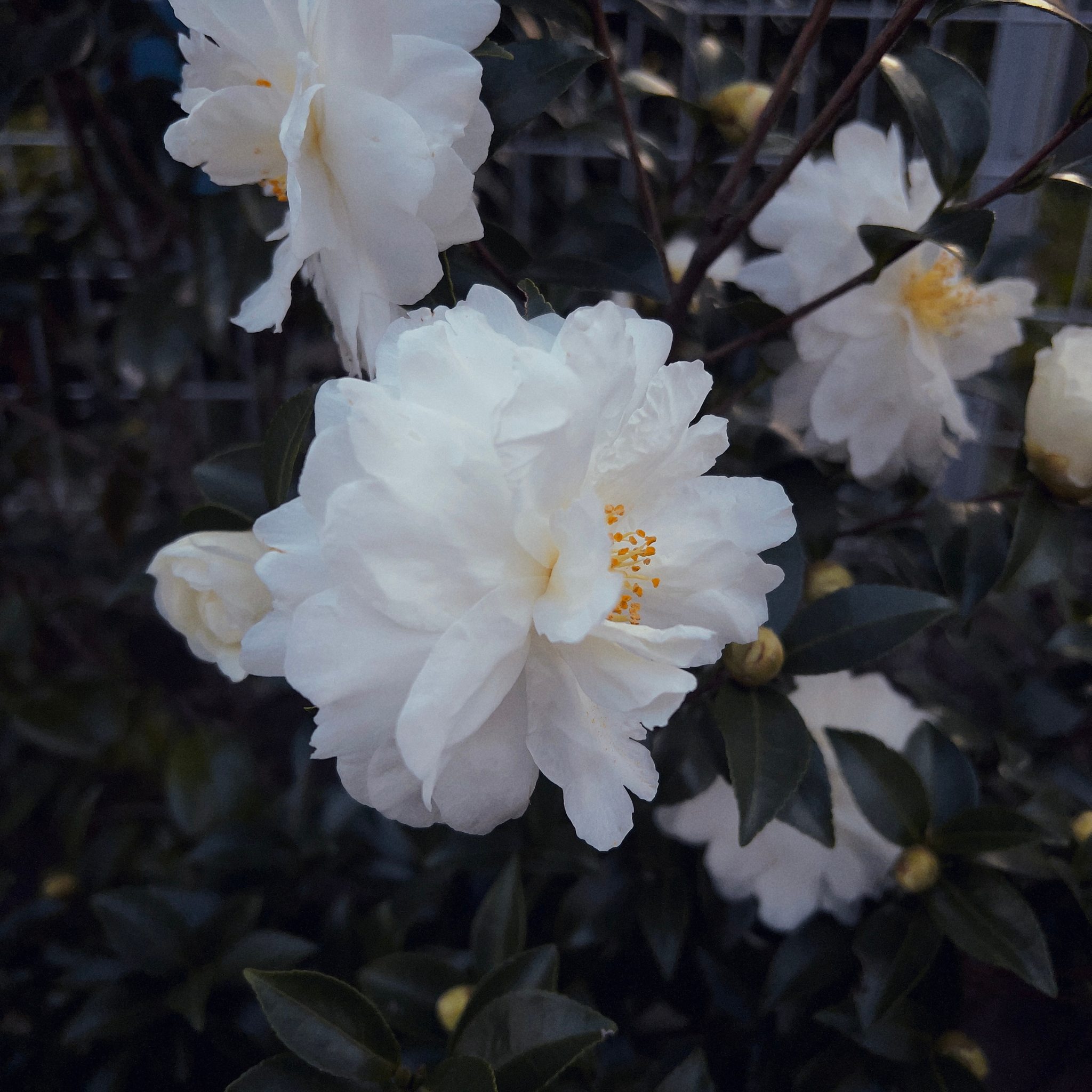Camellia Compact Paradise White - Camellia sasanqua 'Paradise Petite White'
