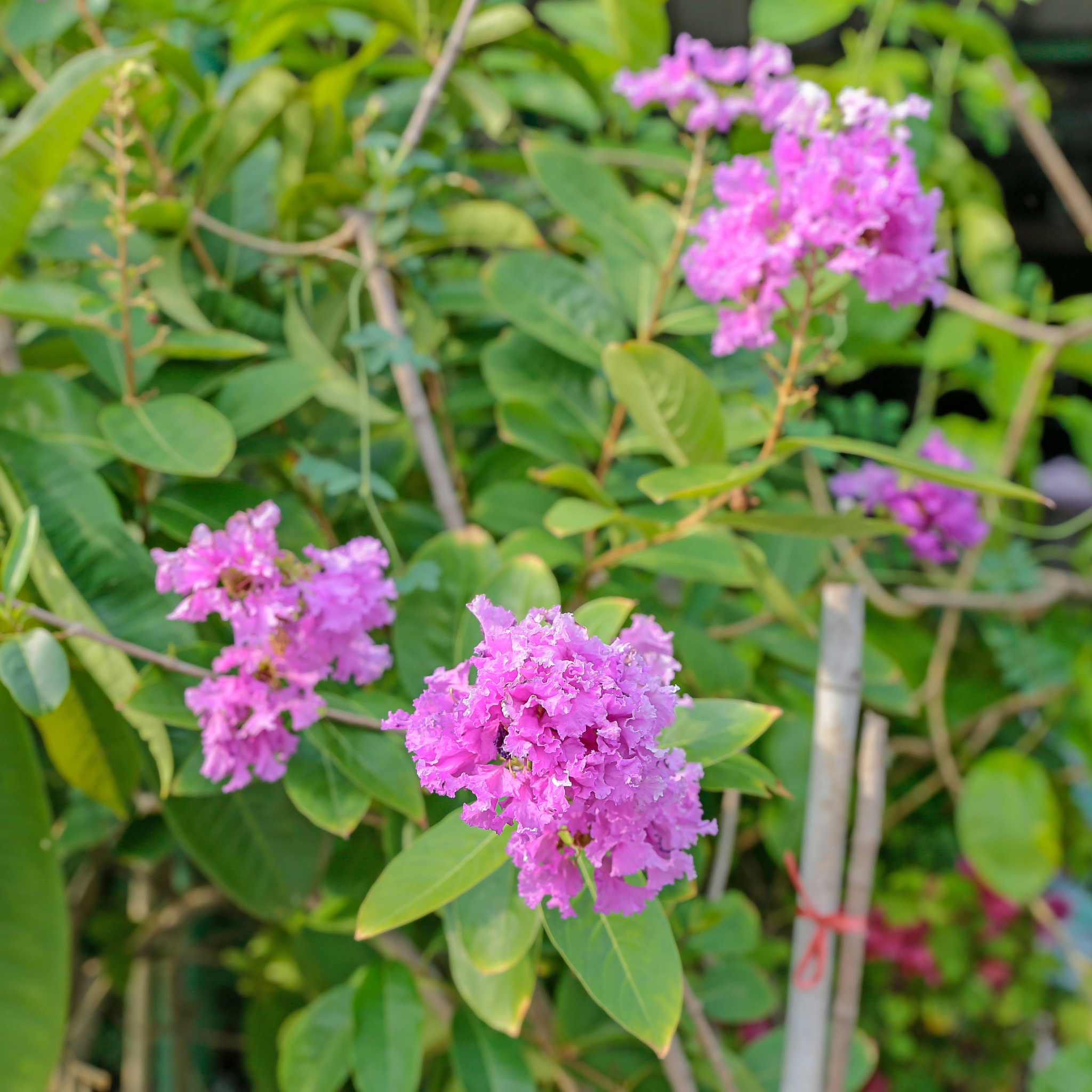 Purple Crepe Myrtle 'Zuni' - Lagerstroemia indica fauriei Zuni