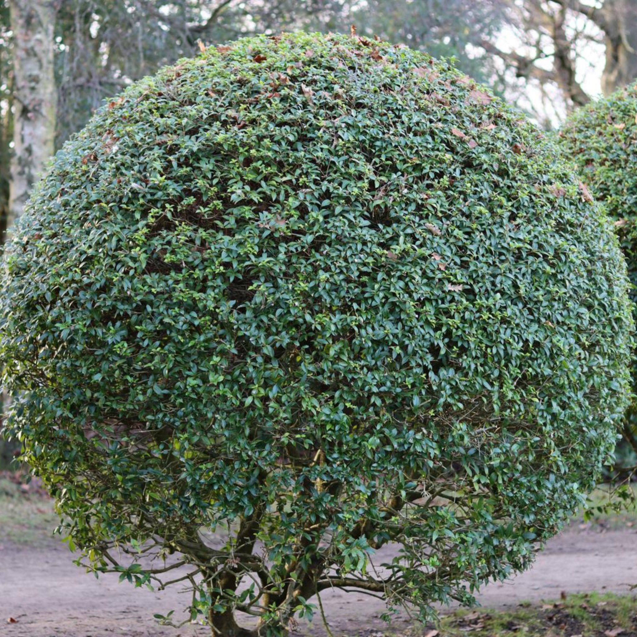 Boxleaf Honeysuckle - Lonicera nitida
