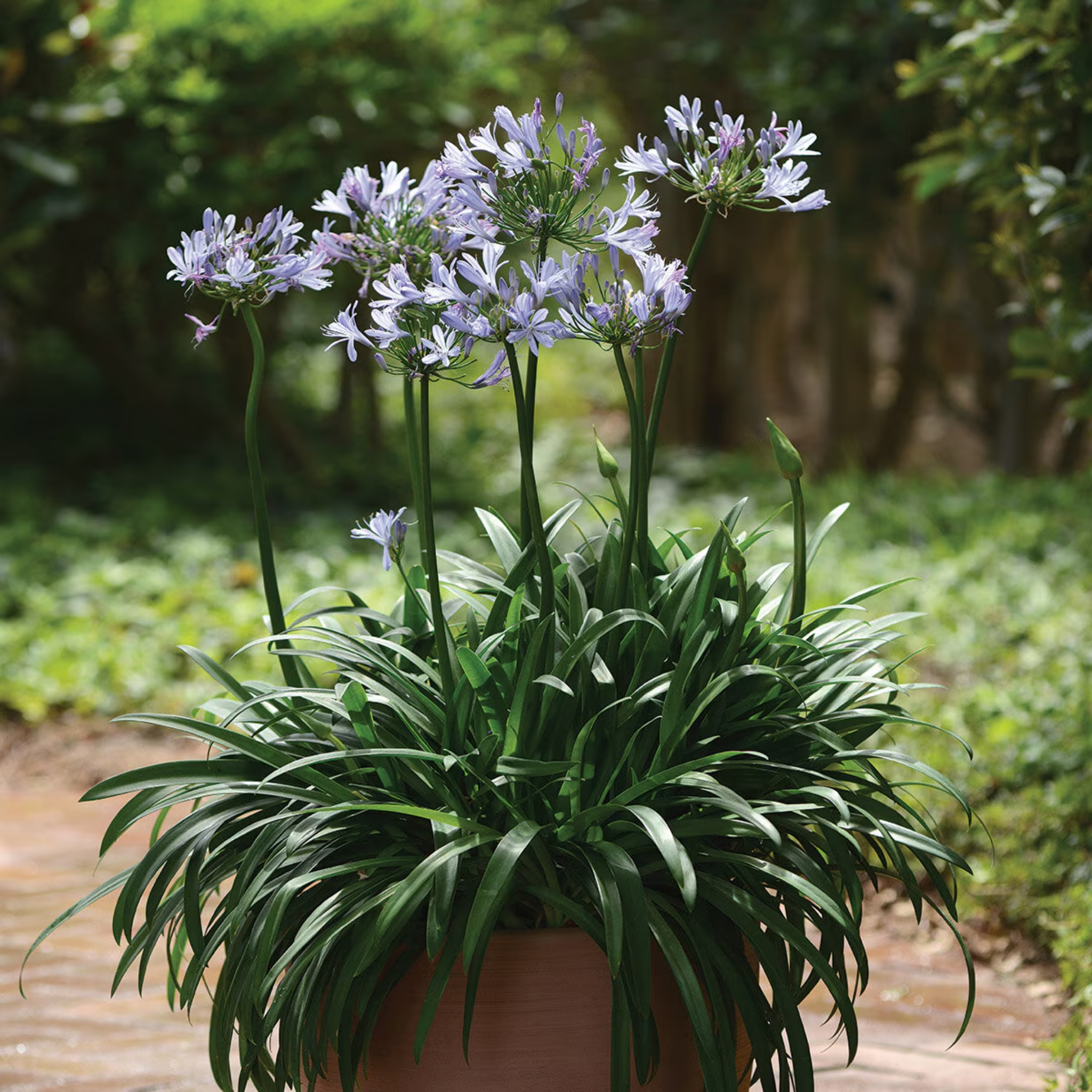 Blue Agapanthus praecox - Lily of the Nile, African Lily