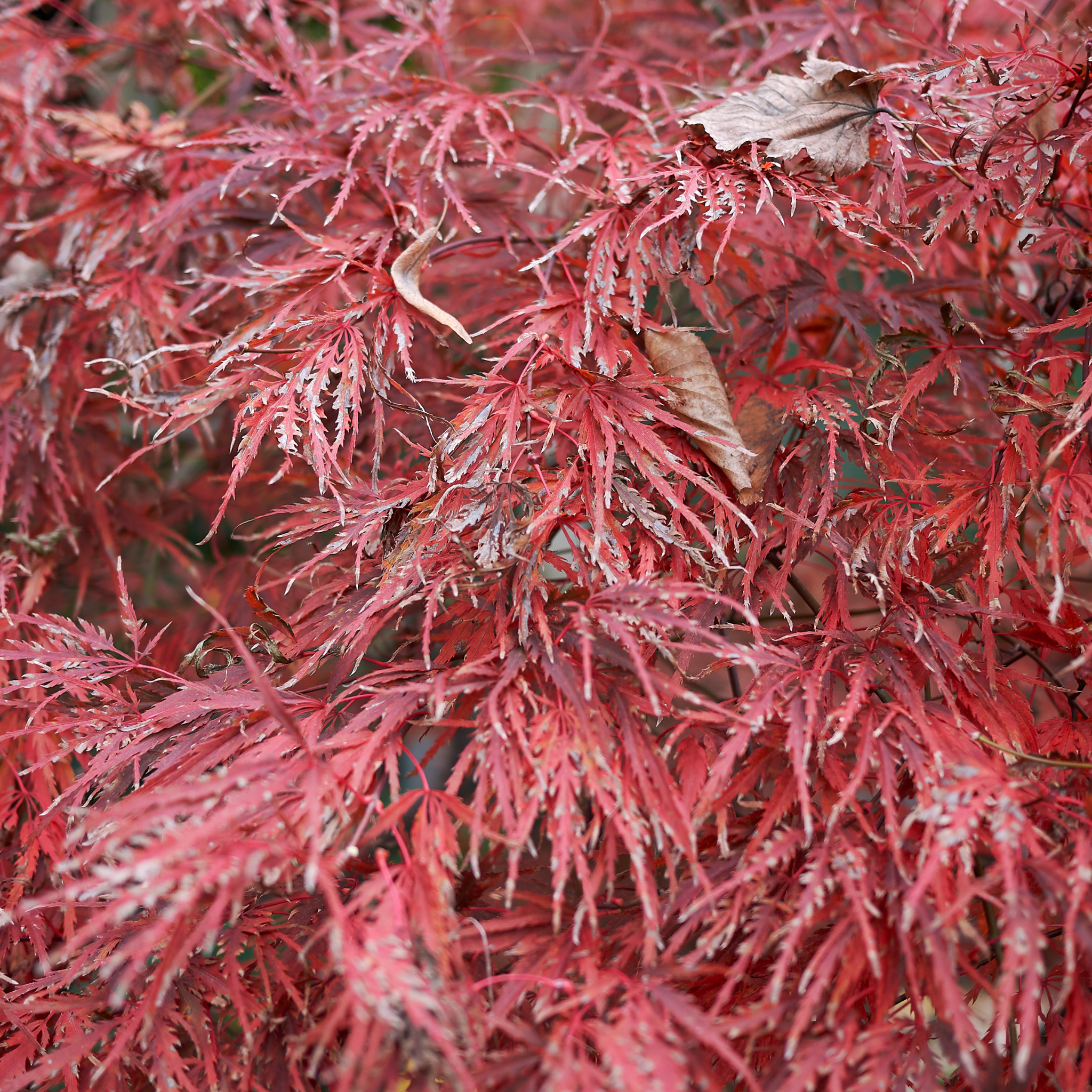 Weeping Japanese Maple Atropurpureum - Acer palmatum Dissectum Atropurpureum