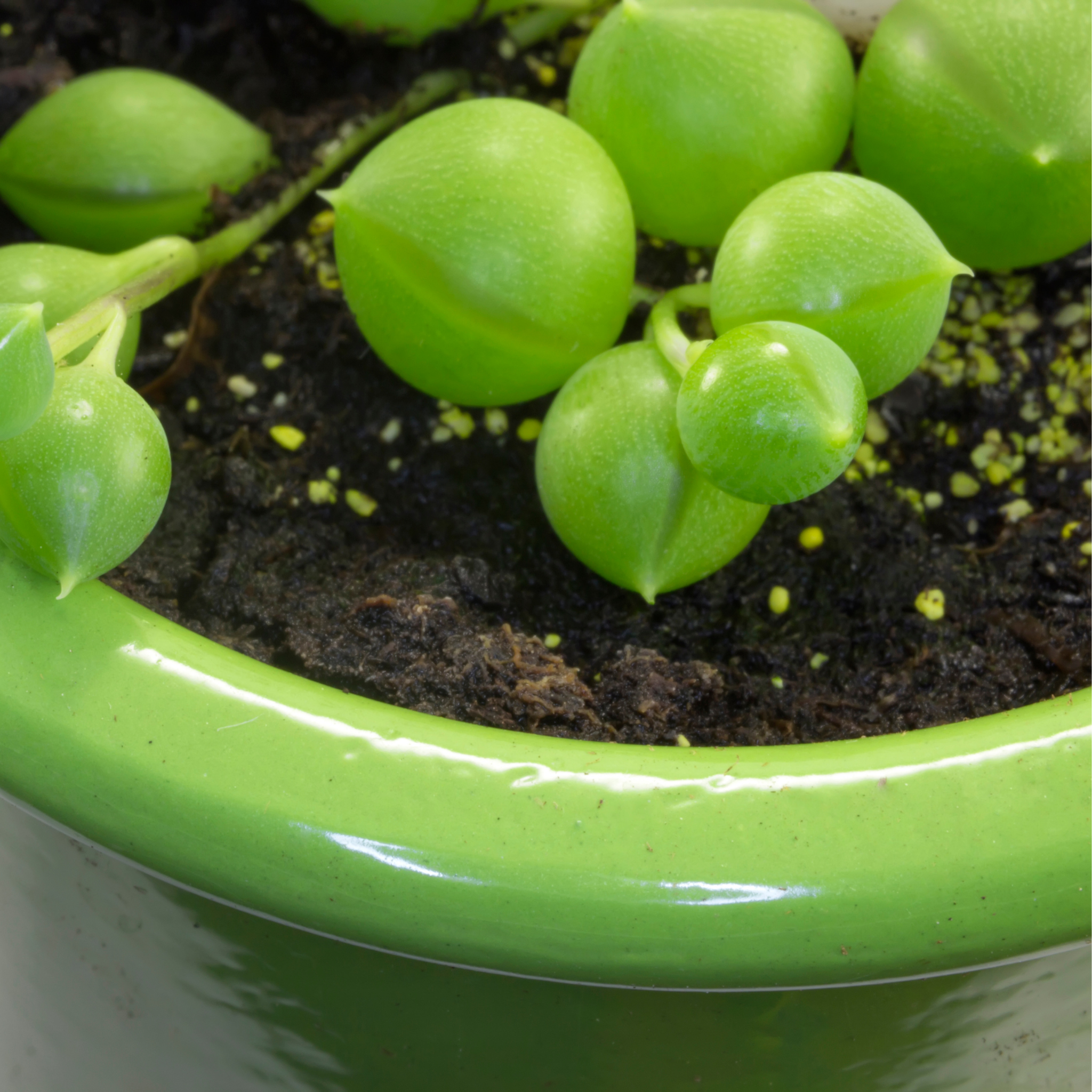 String of Pearls - Senecio rowleyanus String of Beads Succulent