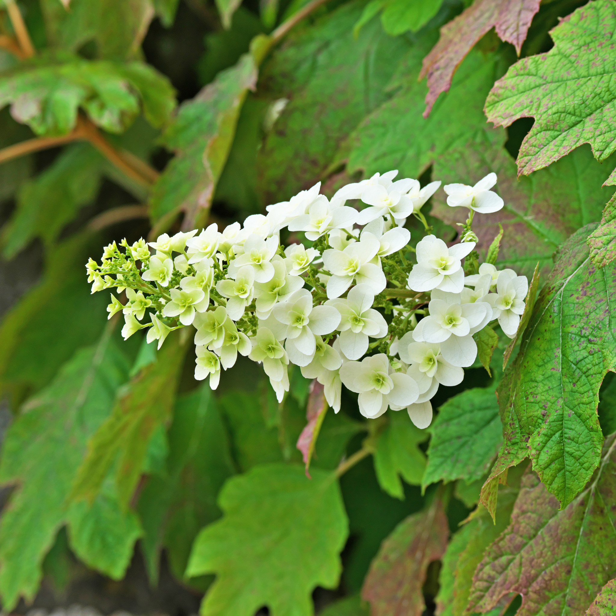 Oakleaf Hydrangea - Hydrangea quercifolia 'Snow Queen'