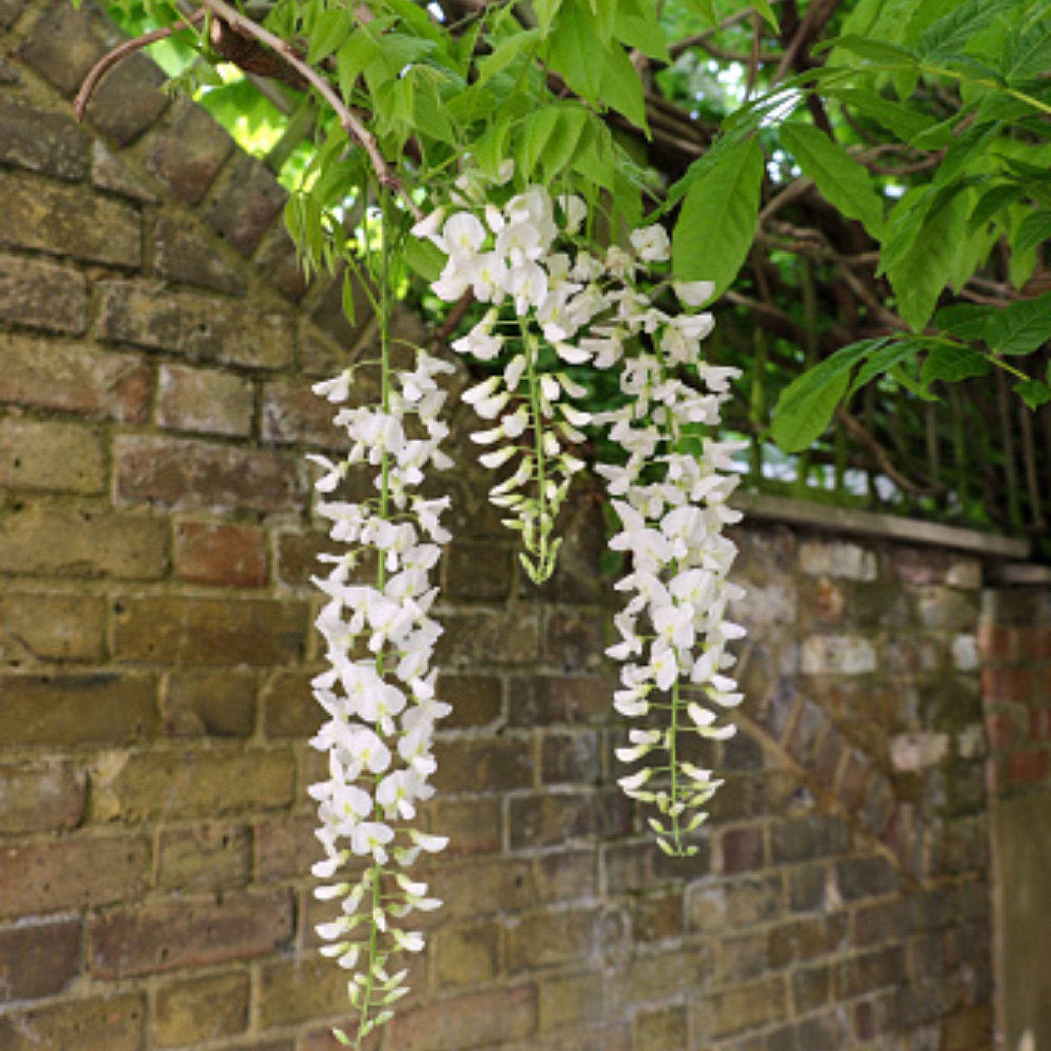 White Japanese Wisteria - Wisteria floribunda Alba
