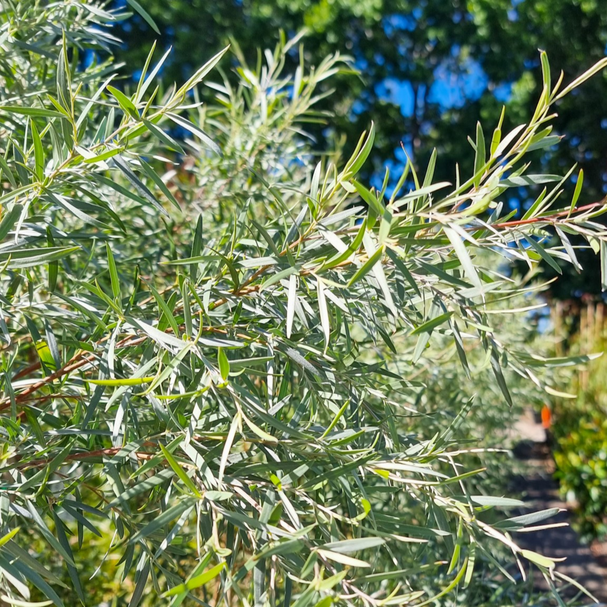 Silver Weeping Tea Tree - Leptospermum brachyandrum
