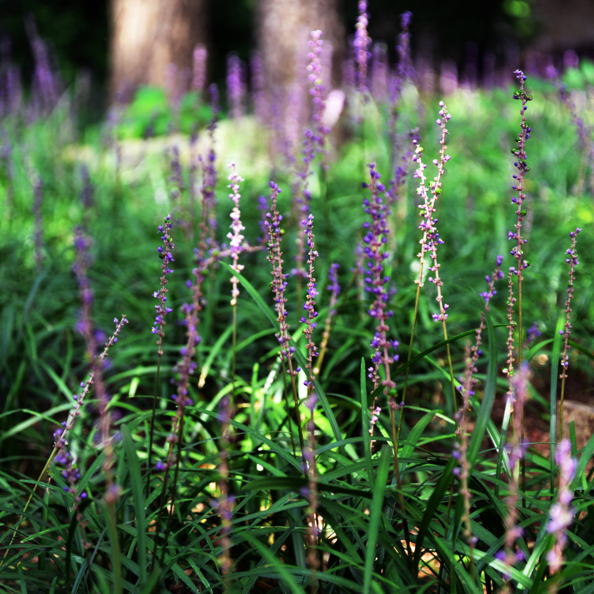 Lillyturf Royal Purple - Liriope muscari Royal Purple