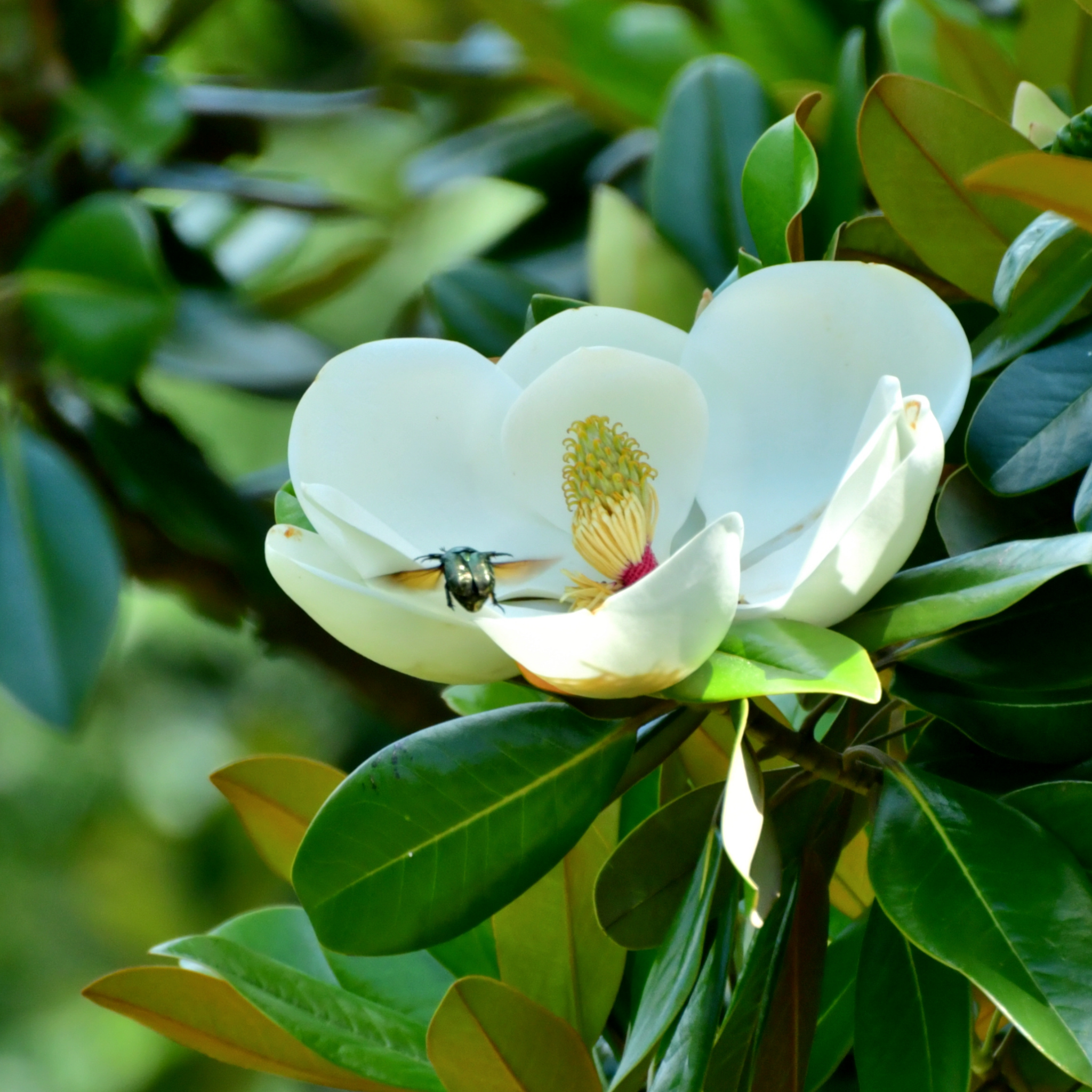 Magnolia Sweet Spire - Magnolia grandiflora Sweet Spire