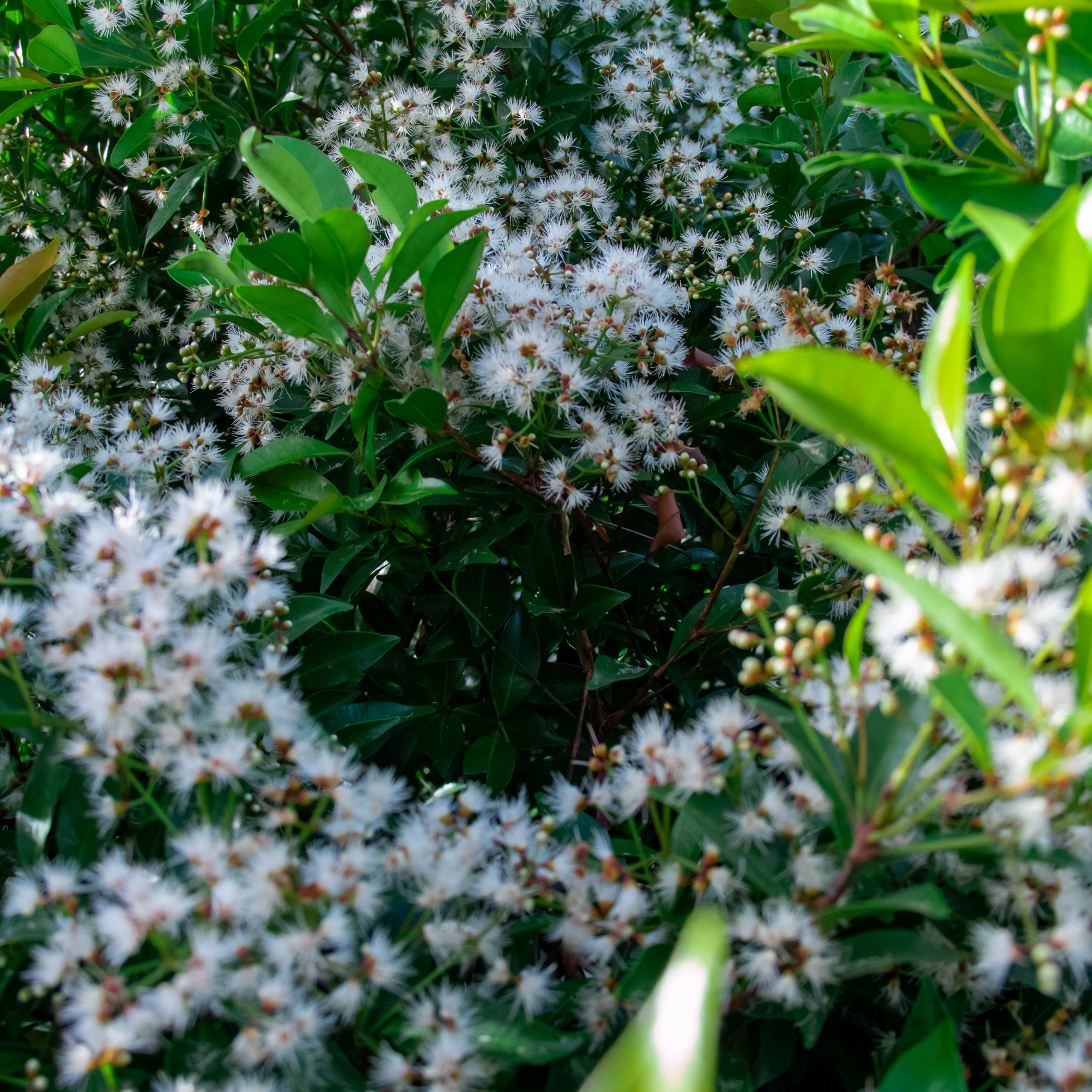 Lilly Pilly 'Minor' - Acmena smithii Minor