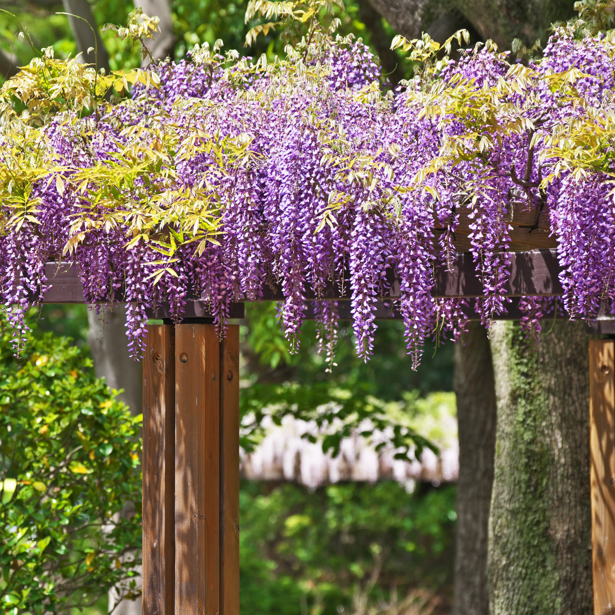 Double Purple Japanese Wisteria - Wisteria floribunda Violacea Plena