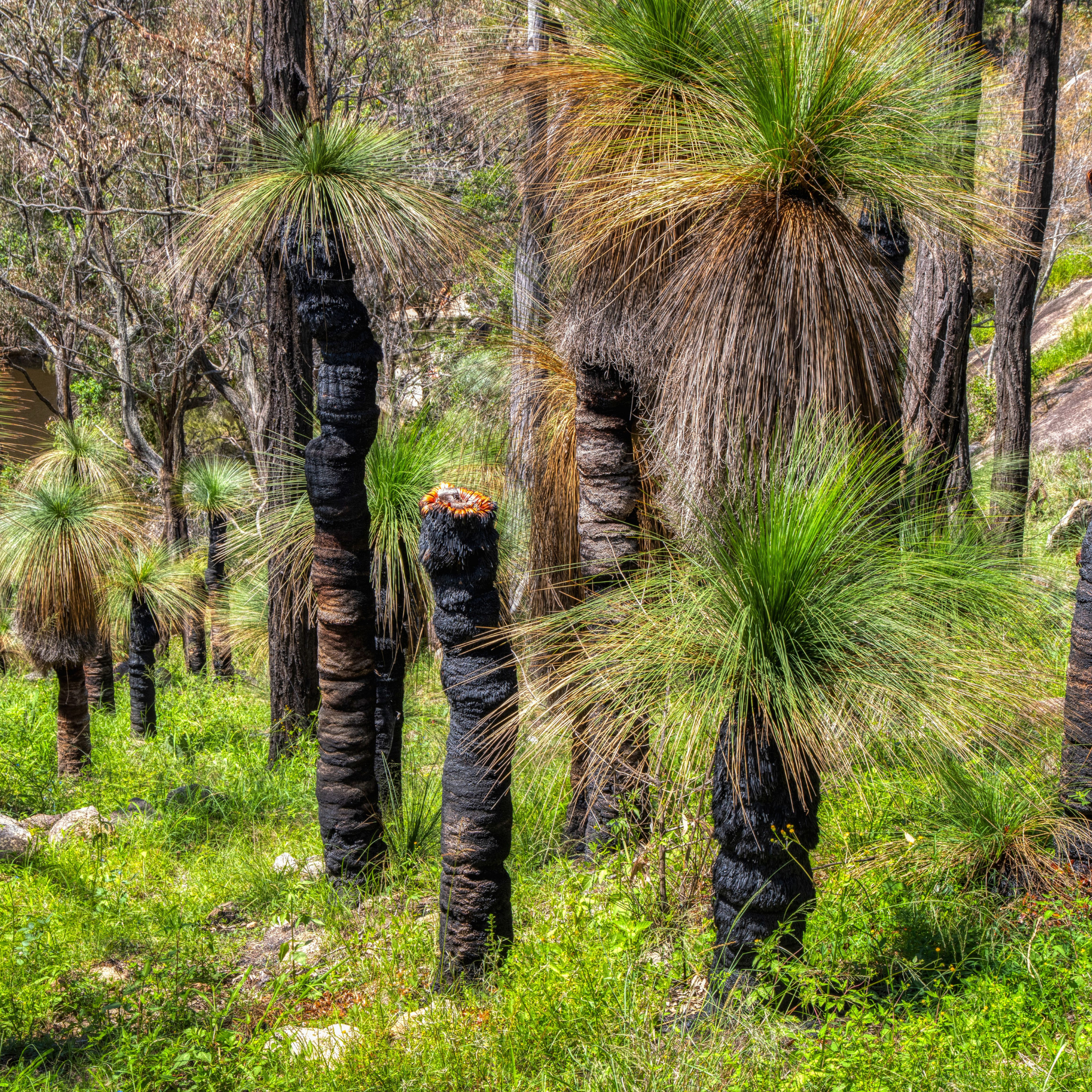 Johnson Grass Tree - Xanthorrhoea johnsonii