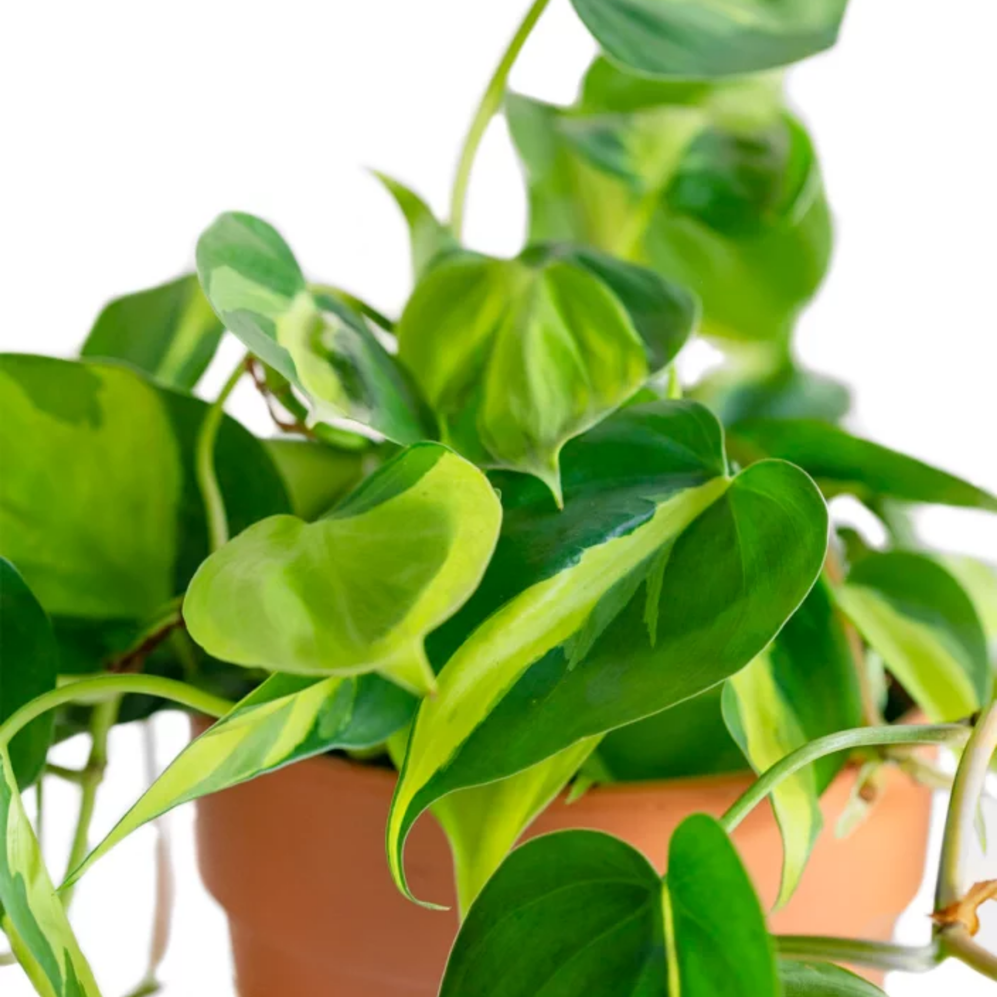 Heart Leaf Philodendron - Philodendron hederaceum Brasil