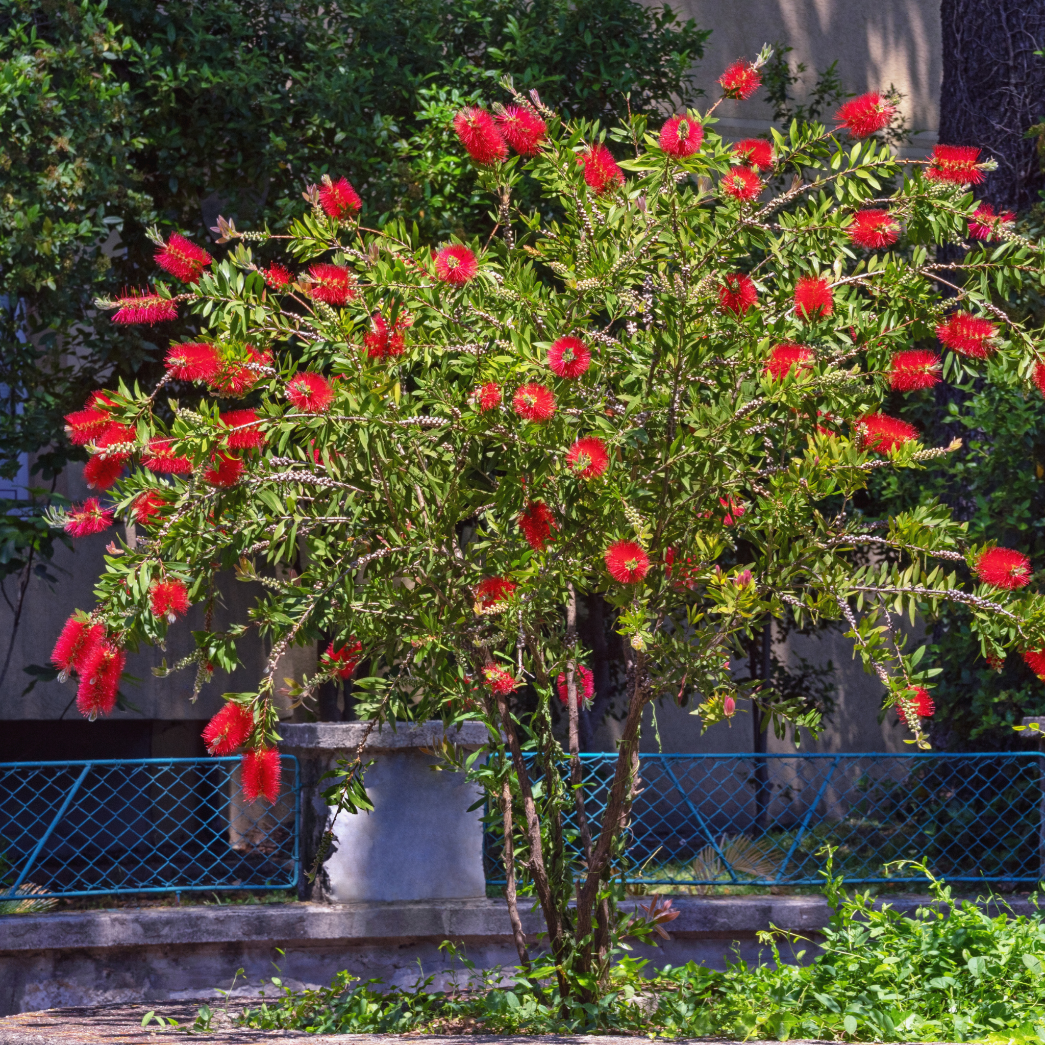 Weeping Bottlebrush Hannah Ray - Callistemon viminalis 'Hannah Ray'