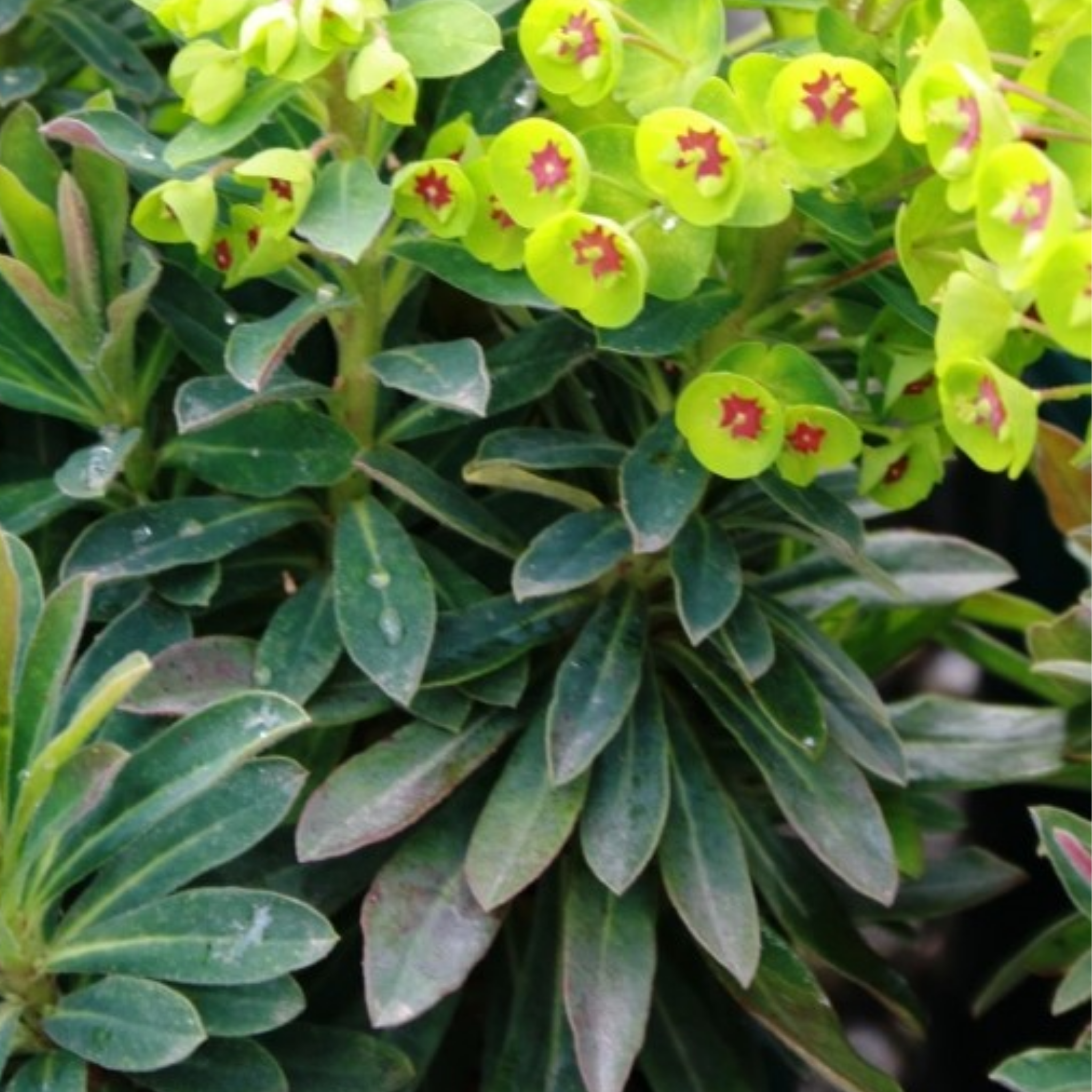 Mediterranean Spurge - Euphorbia characias wulfenii