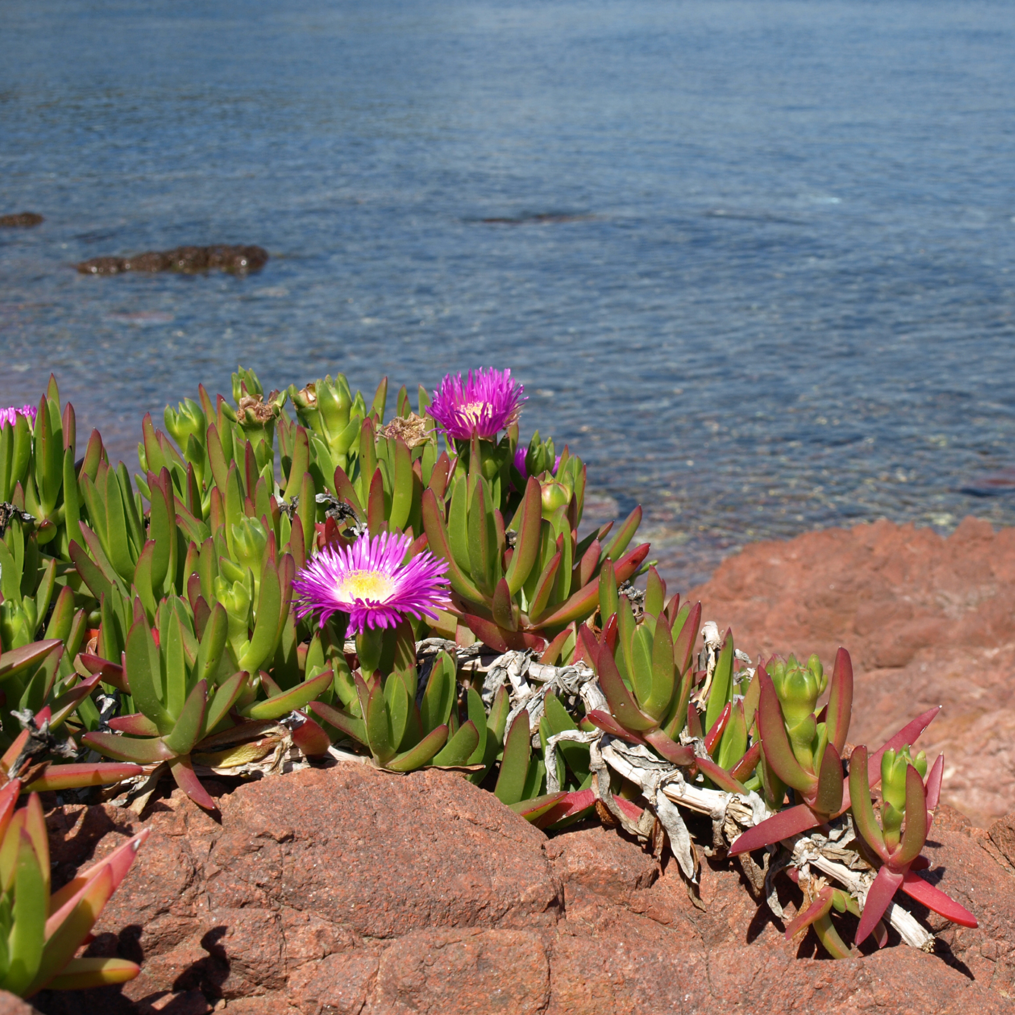 Pigface/Sea Fig - Carpobrotus glaucescens