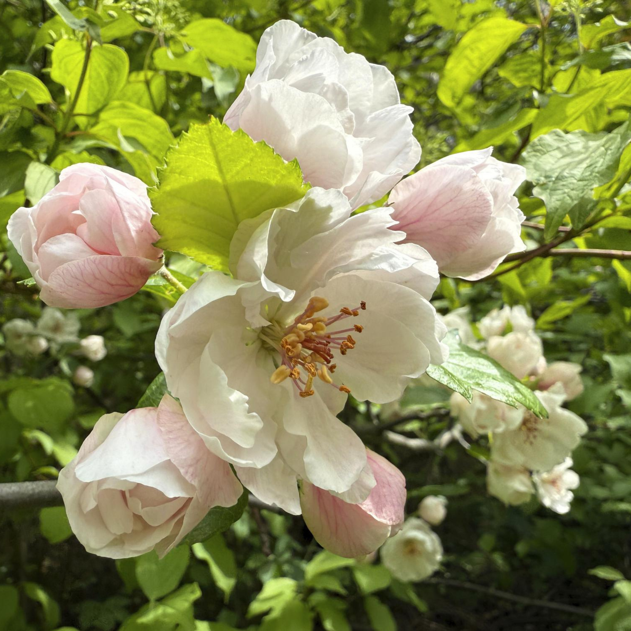Double Flowering Prairie Crabapple - Malus ioensis Plena