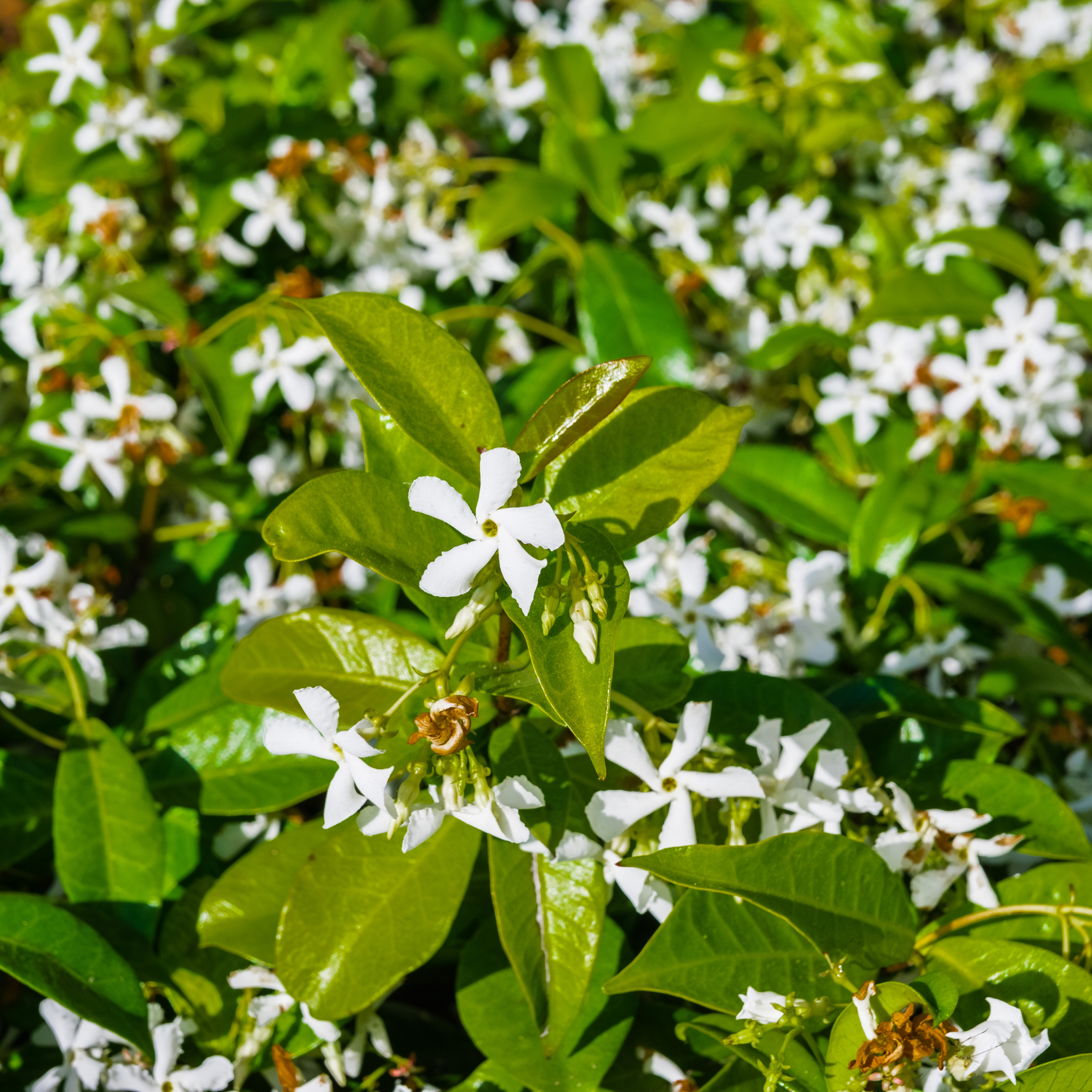 Japanese Star Jasmine - Trachelospermum asiaticum