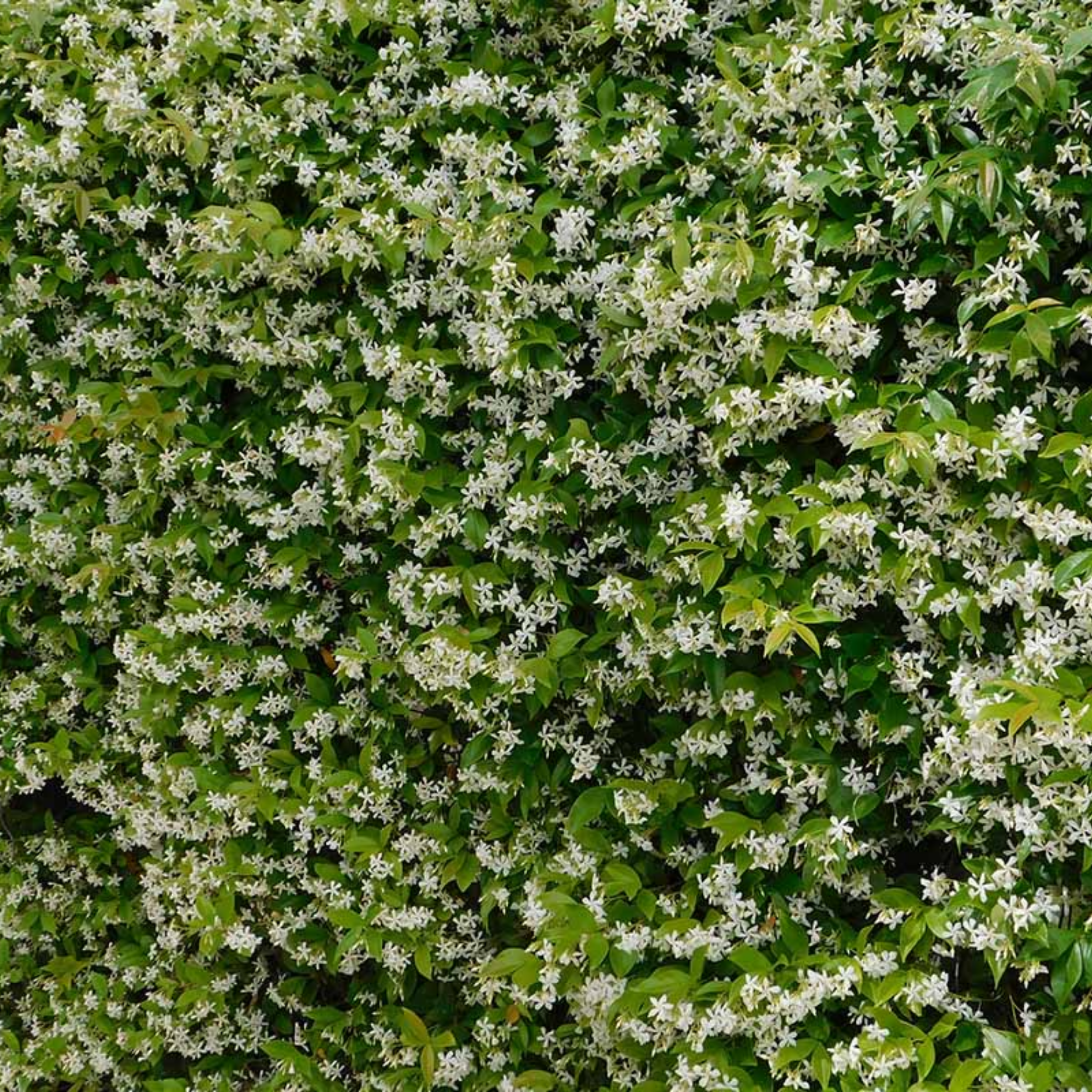 Chinese Star Jasmine - Trachelospermum jasminoides Jessamine