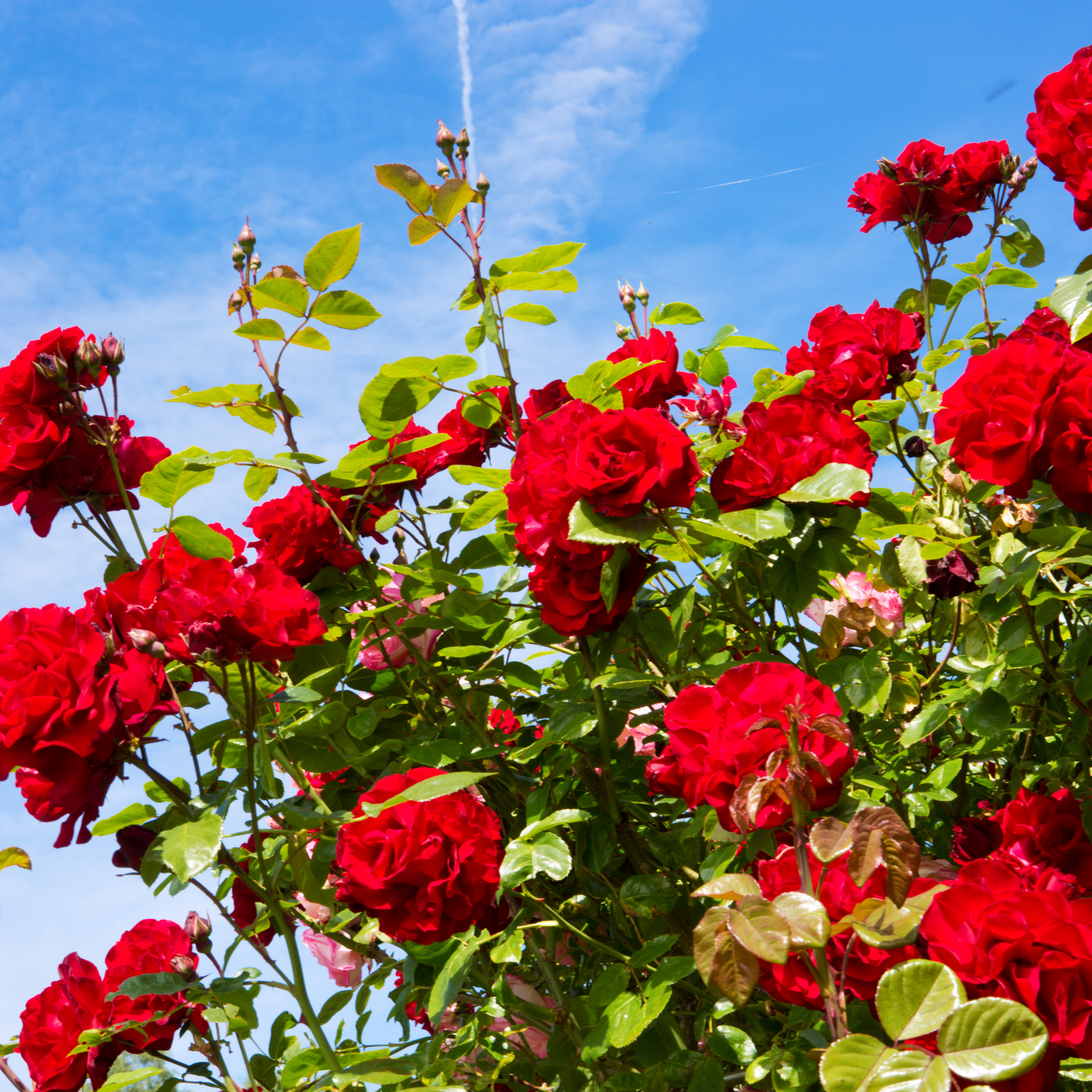 Climbing Rose - Rosa Red Pierre de Ronsard