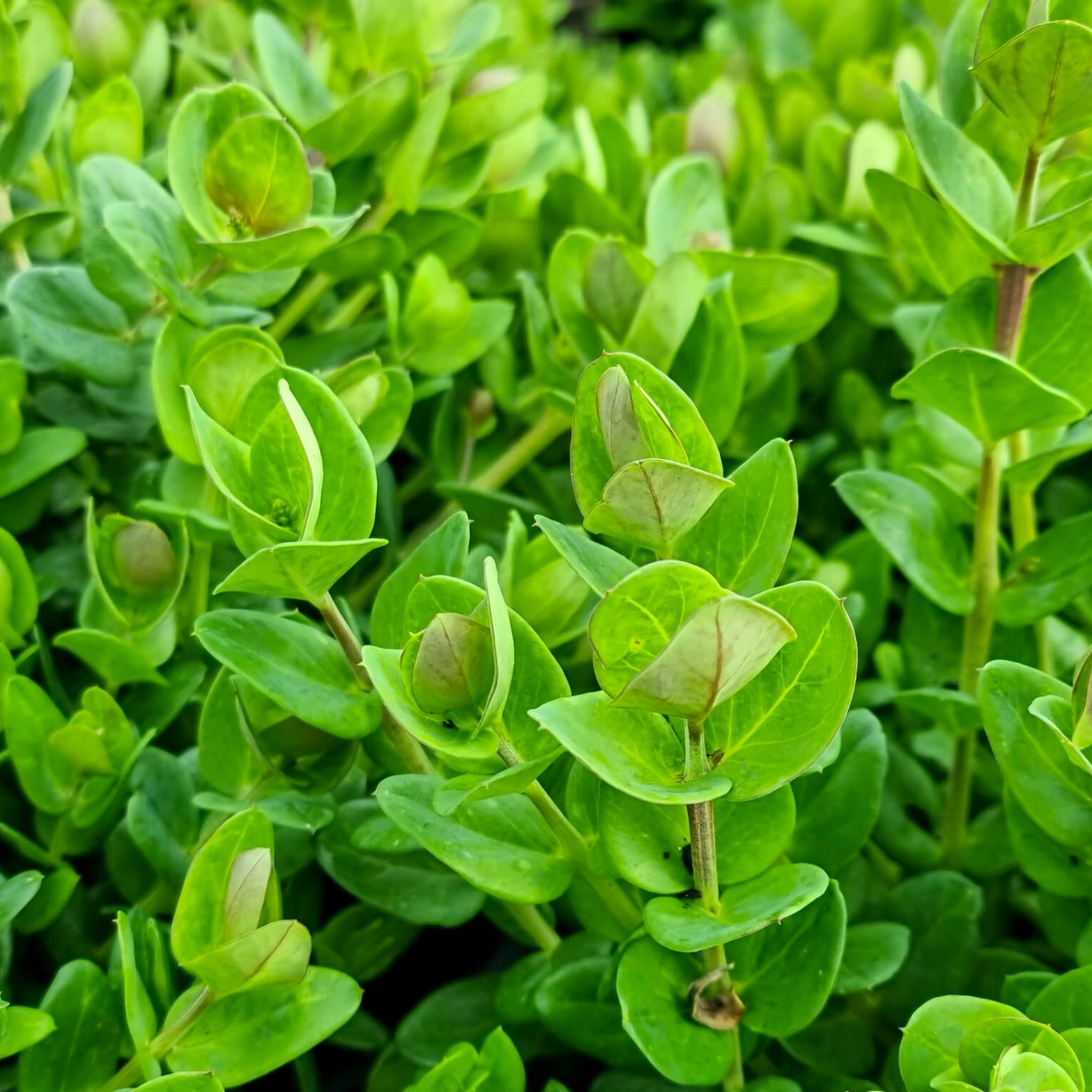Little Polly Dwarf Sweet Pea Shrub - Polygala oppositifolia Little Polly