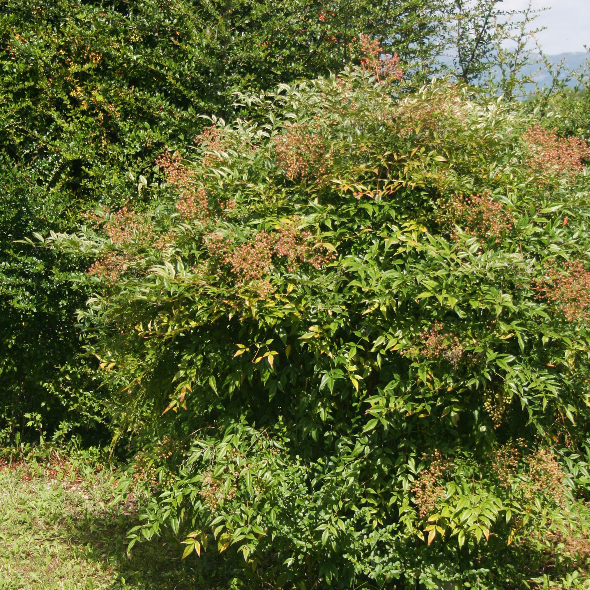 Green bush with small red flowers in a natural setting