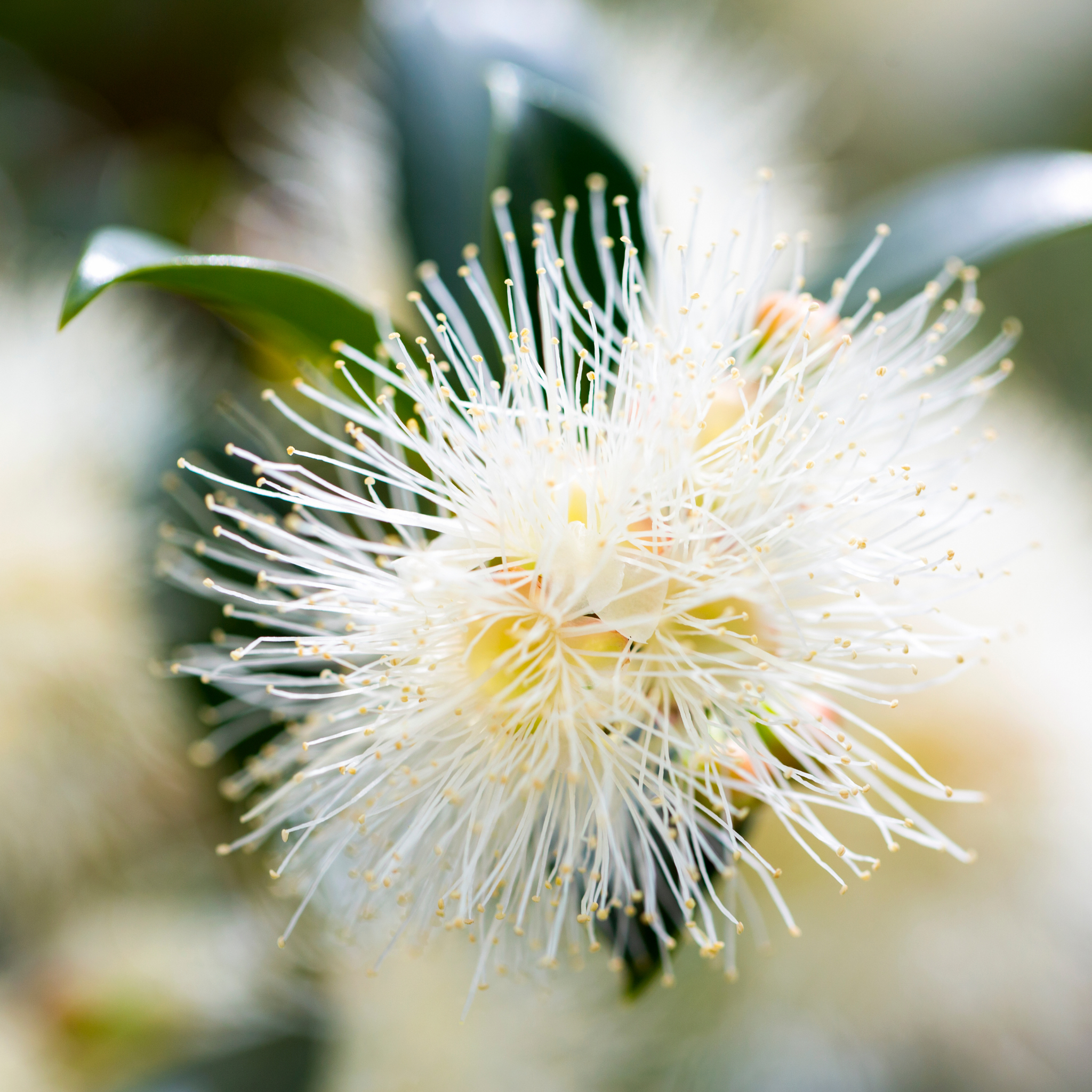 Lilly Pilly Screen It - Syzygium australe Screen It
