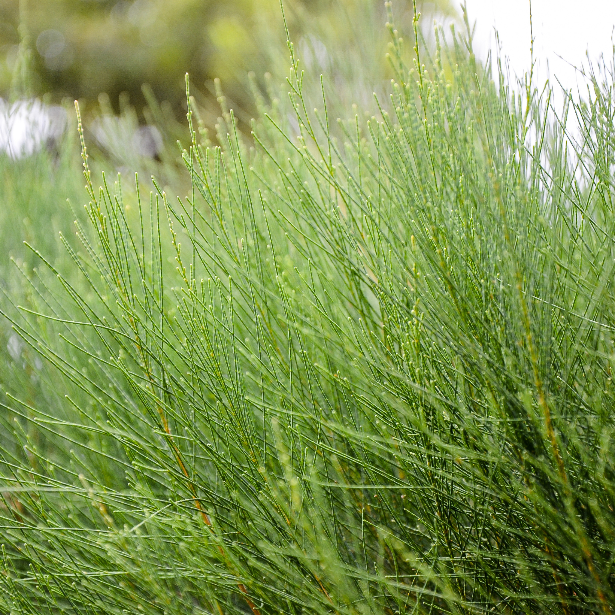 Groundcover Sheoak - Casuarina glauca Cousin It