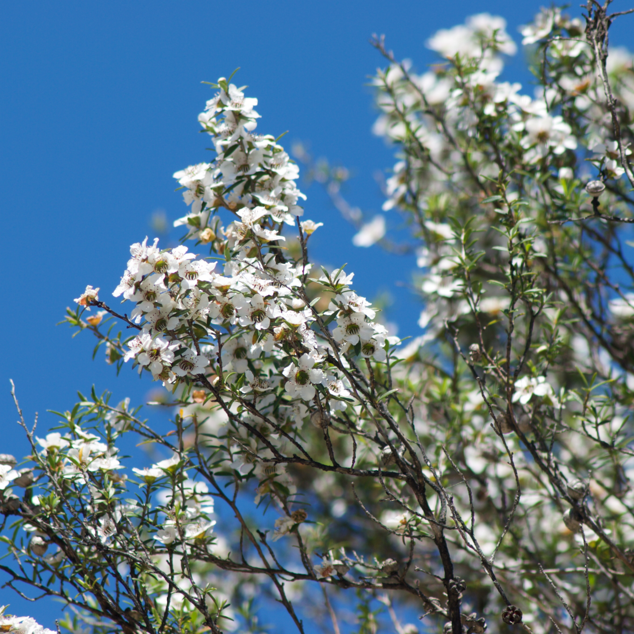 Lemon Scented Tea Tree - Leptospermum petersonii Copper Glow