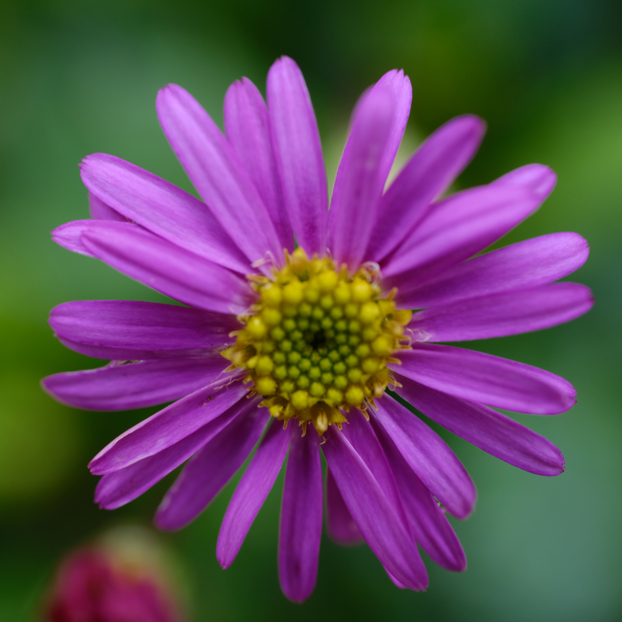 Cut Leaf Daisy Break O Day - Brachyscome multifida Break O Day