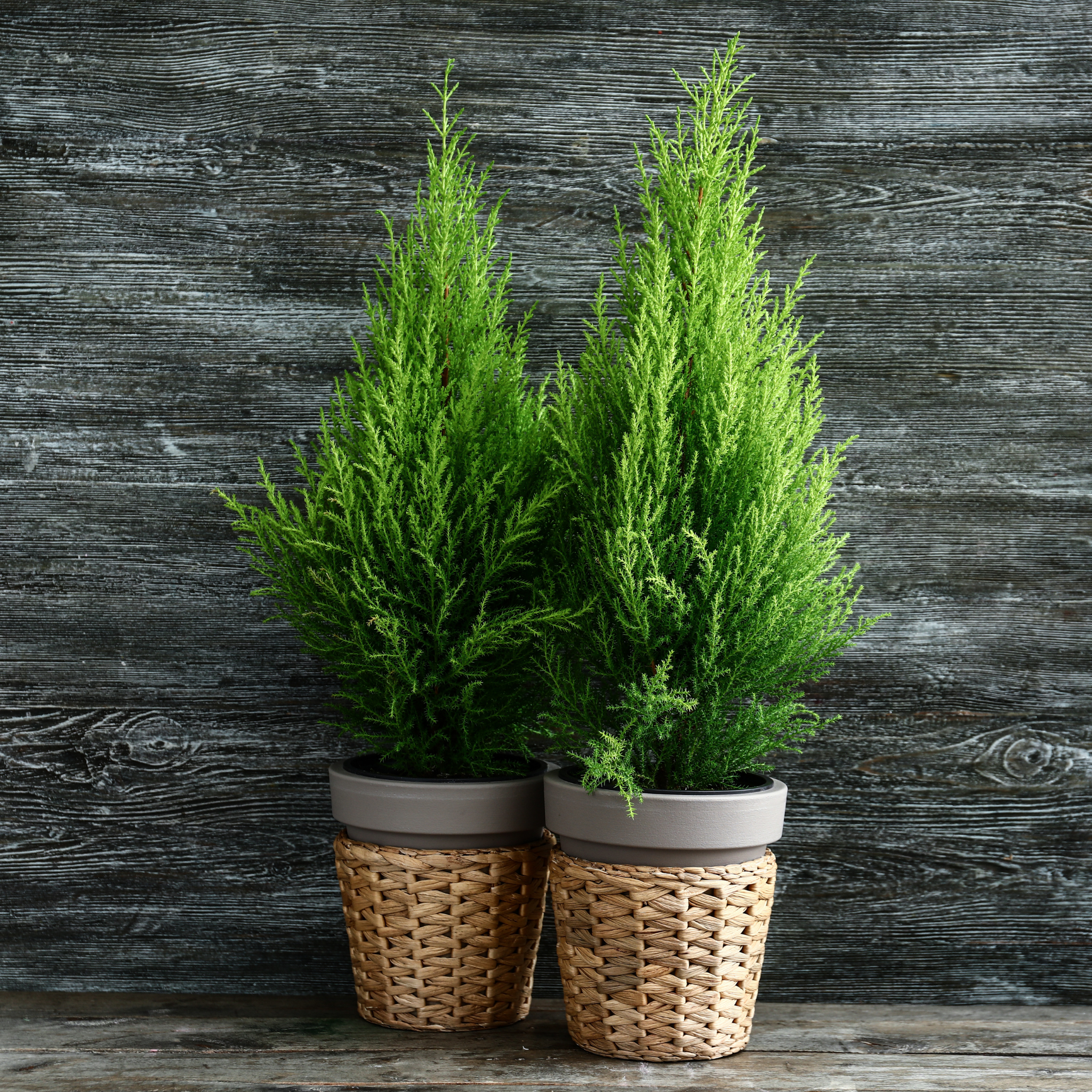 Lemon Cypress - Cupressus macrocarpa 'Lemon Scent'