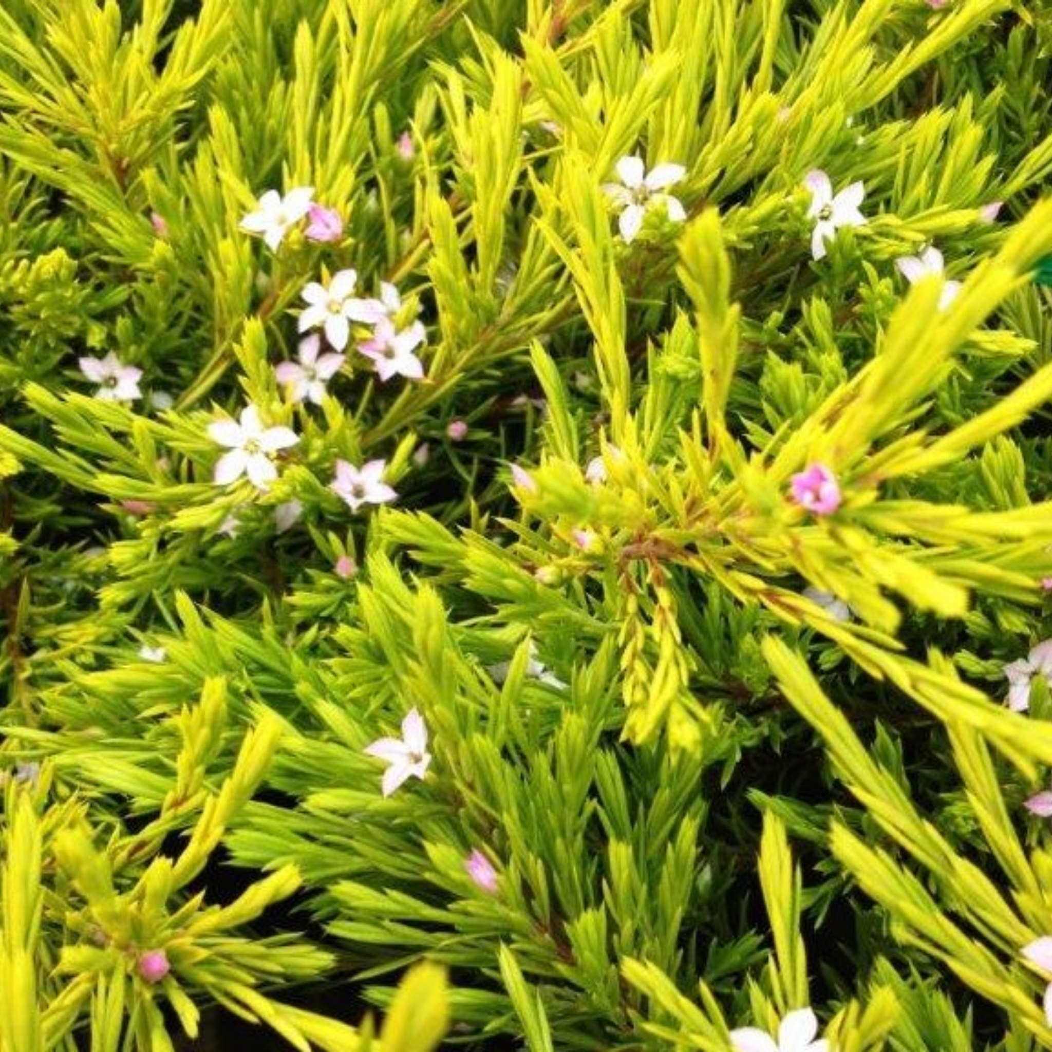 Golden Diosma Aurea - Coleonema pulchellum 'Aurea'