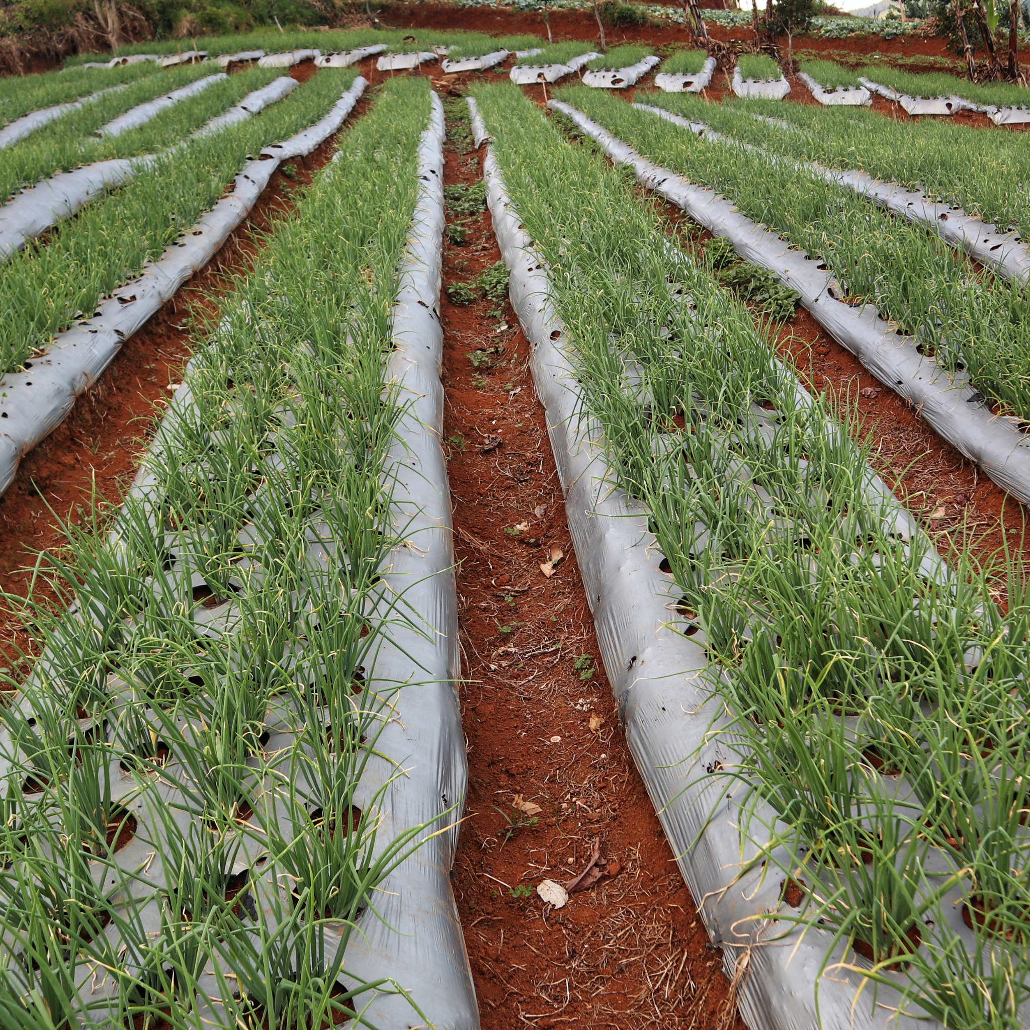 Common Onion - Allium cepa