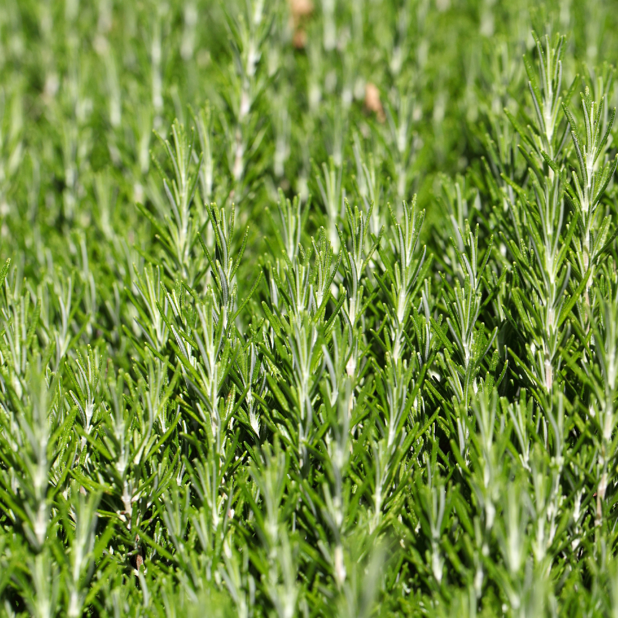 Rosemary Chefs Choice - Rosmarinus officinalis Chefs Choice