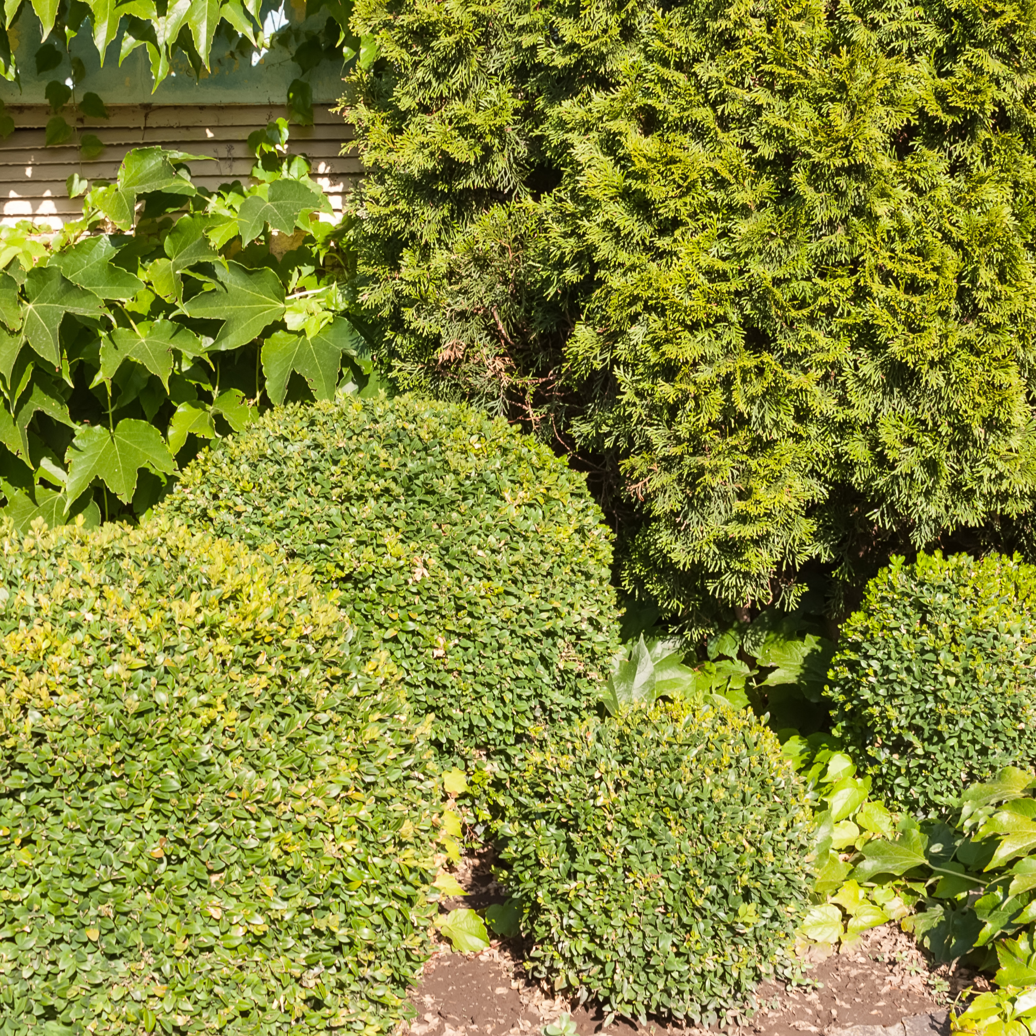 Top view of a garden with neatly trimmed bushes and trees