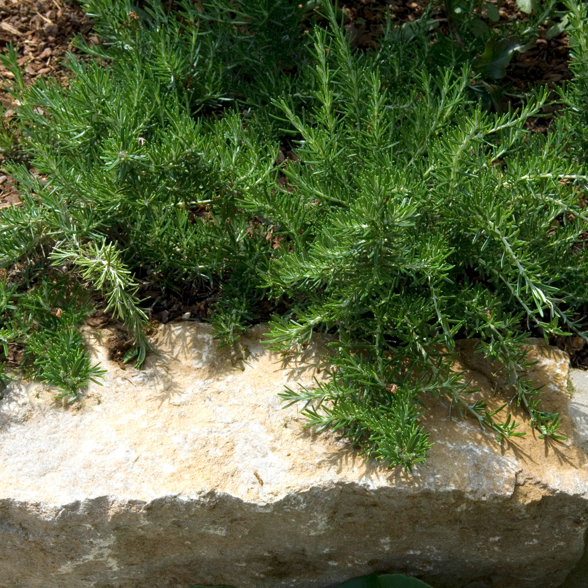 Blue Lagoon Rosemary - Rosmarinus officinalis Blue Lagoon