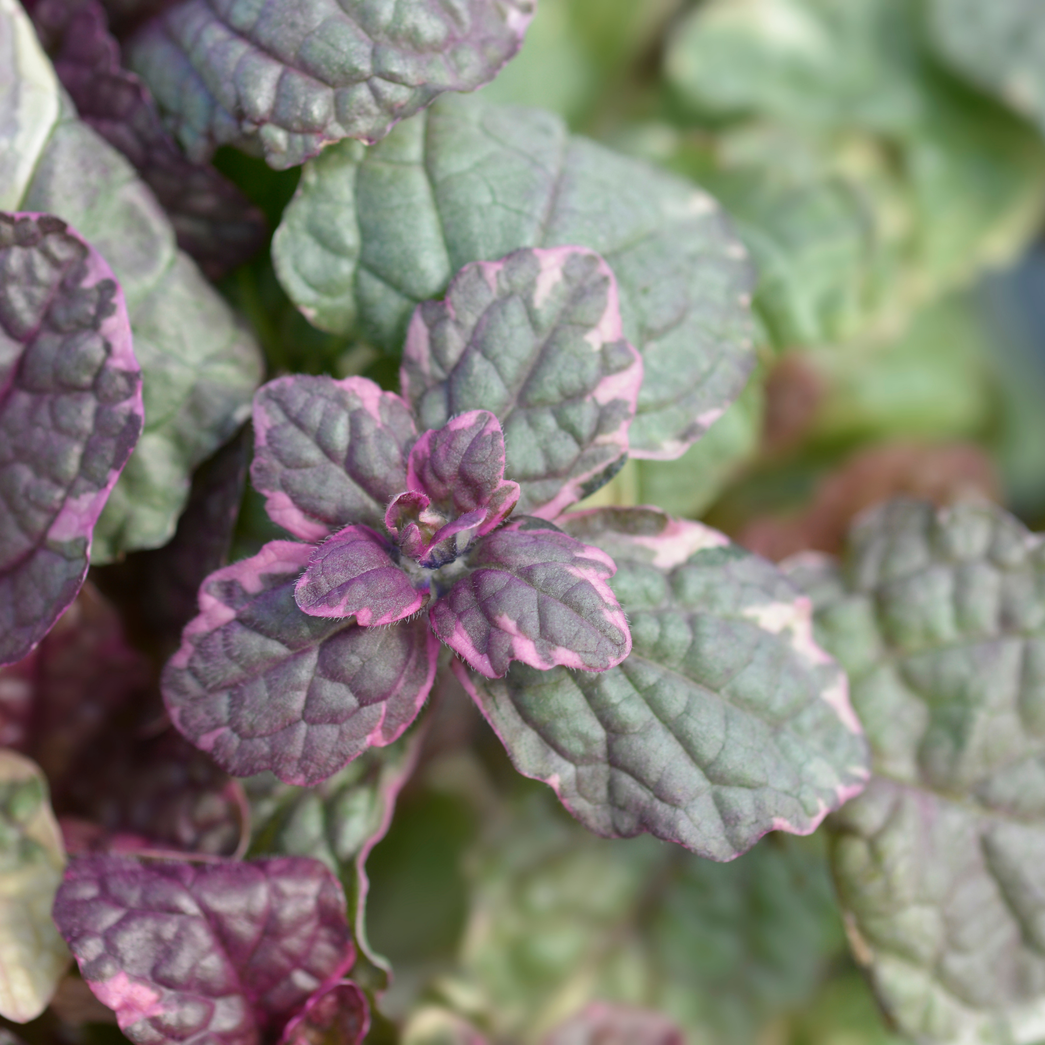 Ajuga Burgundy Glow - Ajuga reptans Burgundy Glow