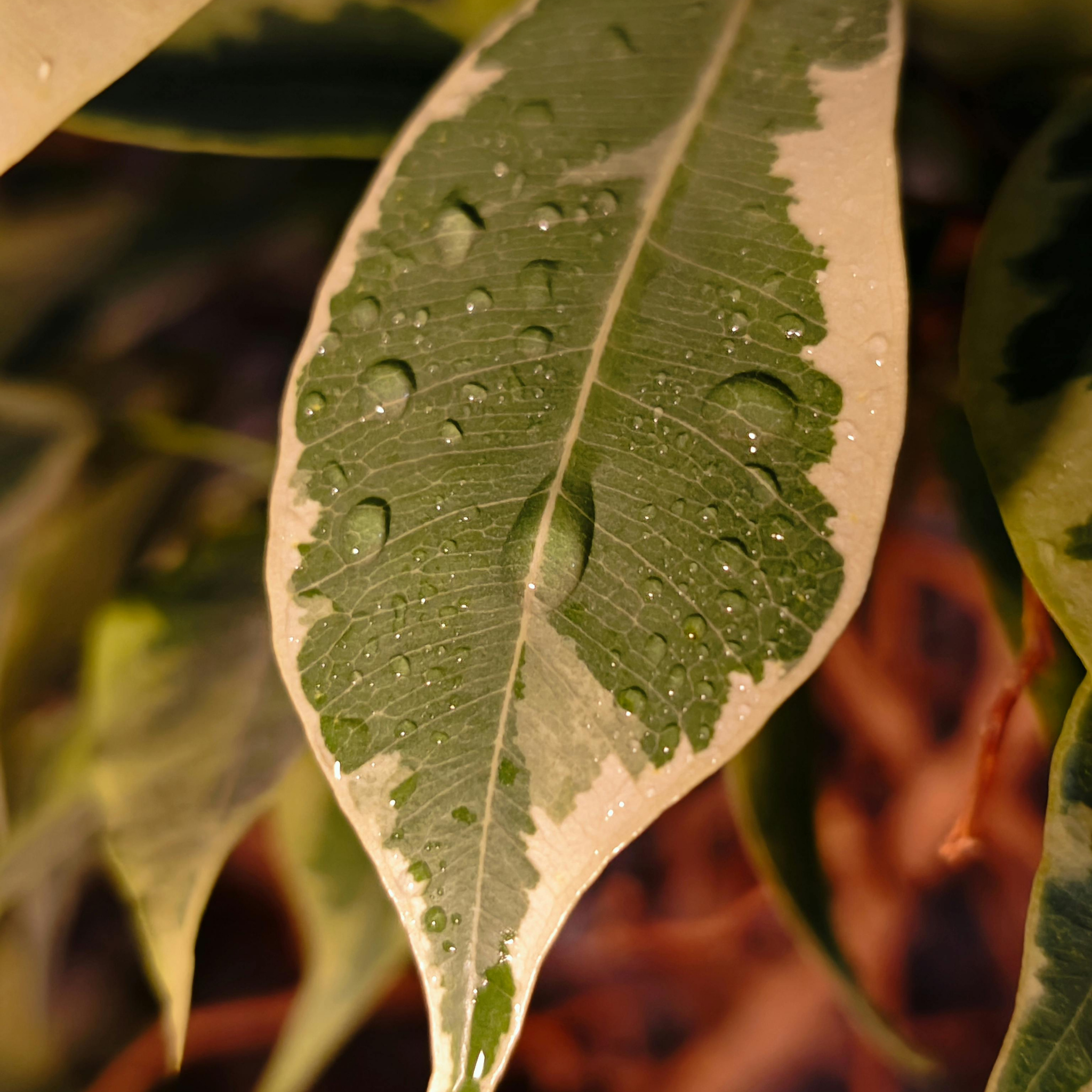 Variegated Weeping Fig - Ficus benjamina Variegata